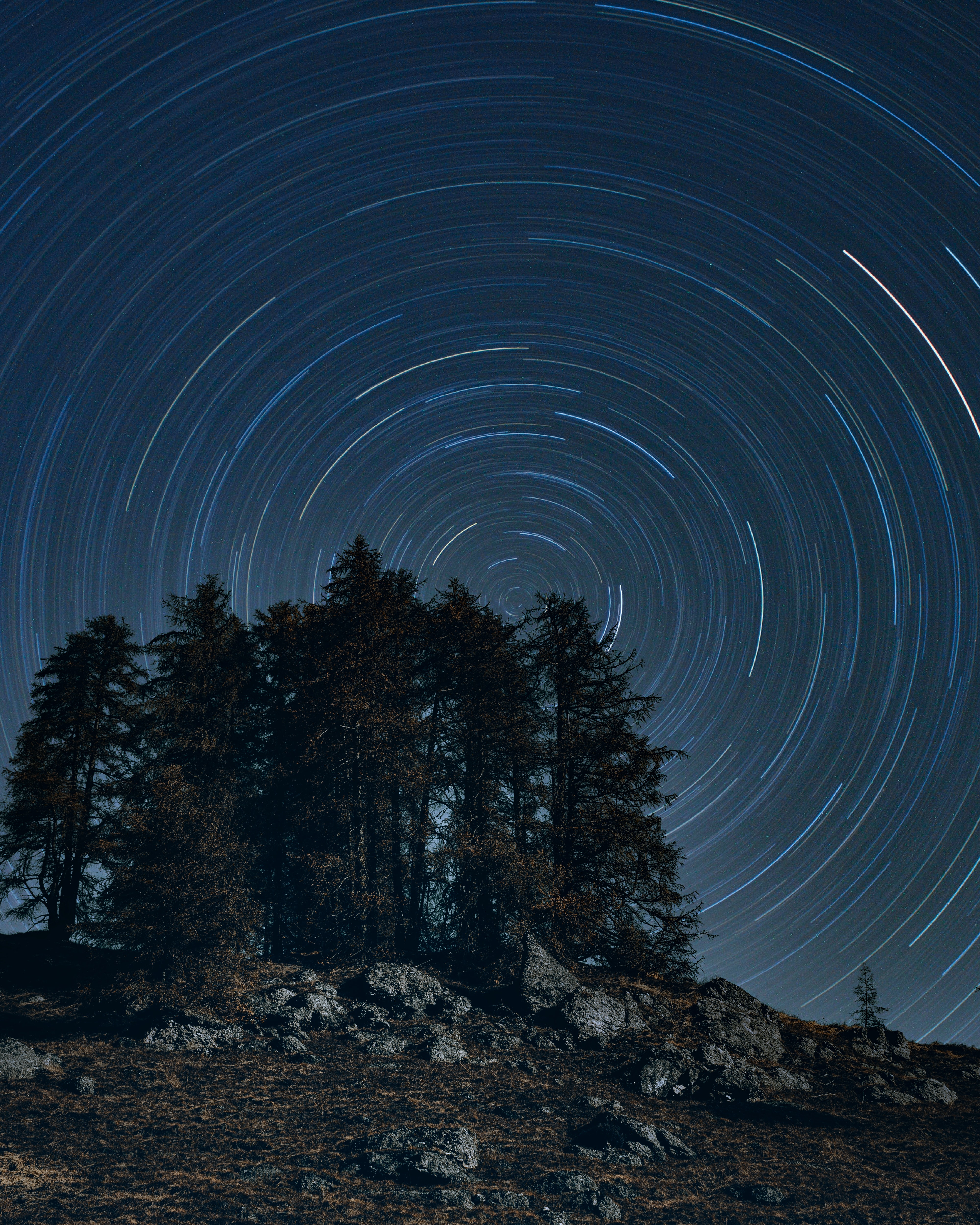 long exposure, dark, trees, night, starry sky, rotation HD wallpaper