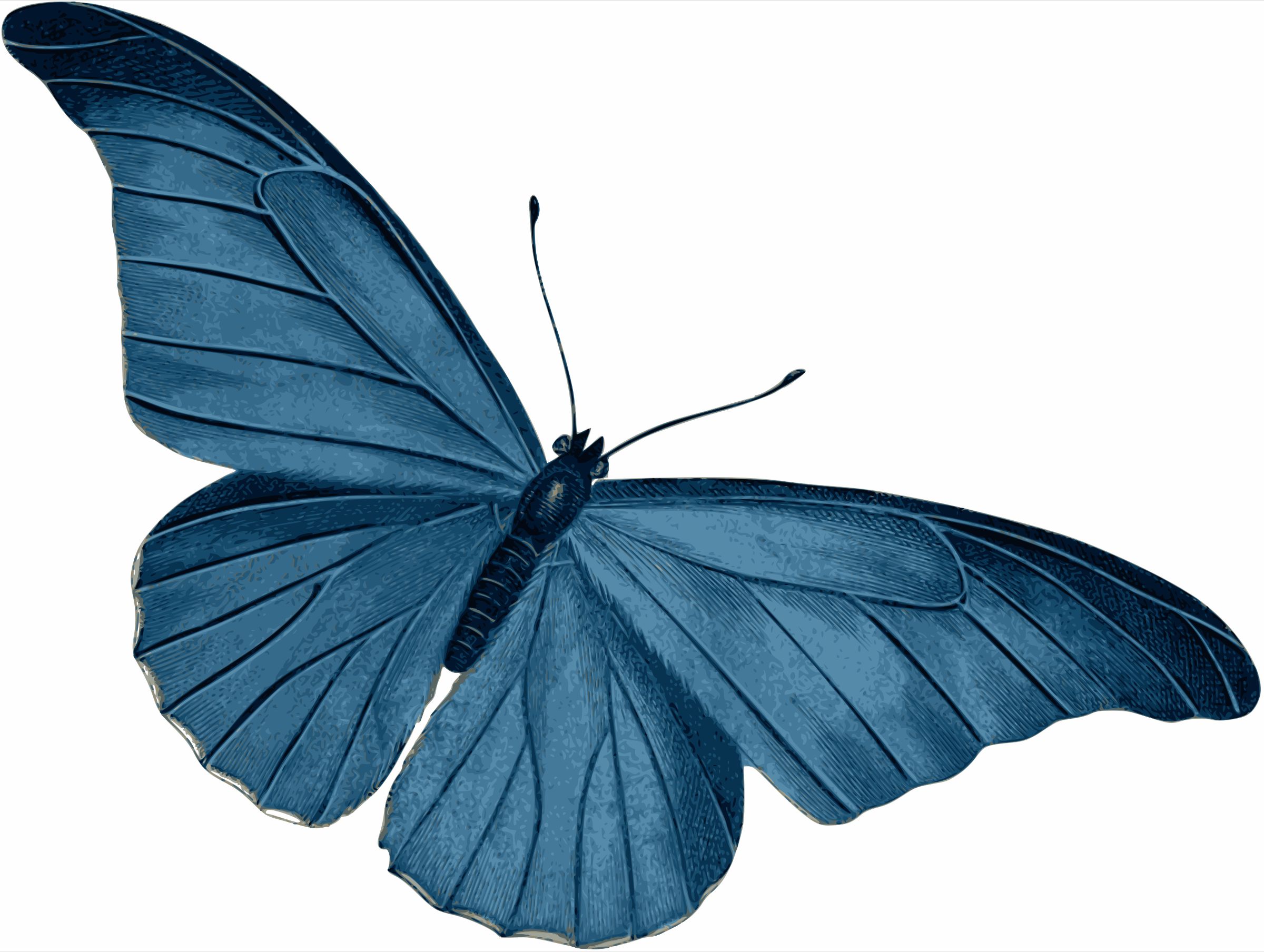 Laden Sie das Schmetterling, Künstlerisch-Bild kostenlos auf Ihren PC-Desktop herunter