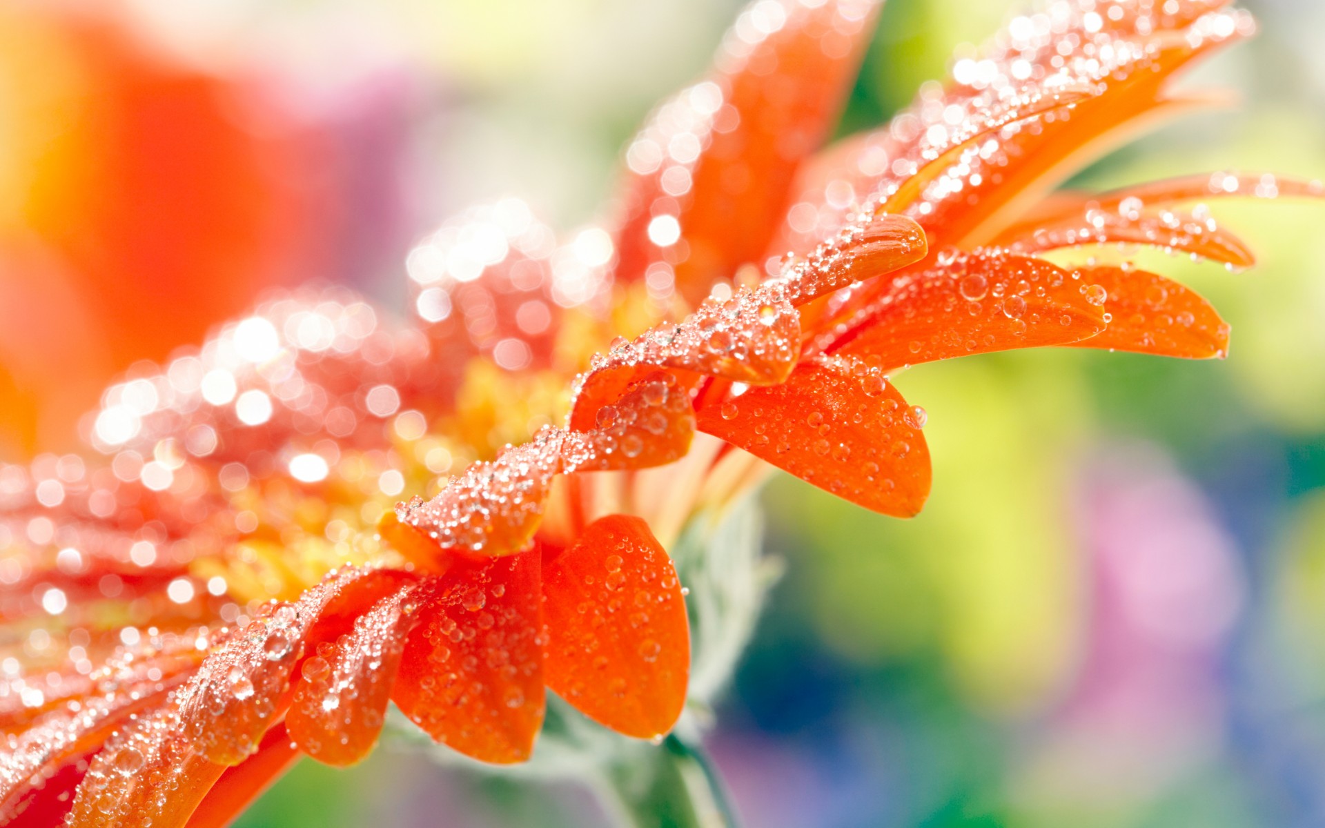 Téléchargez gratuitement l'image Fleurs, Fleur, Terre/nature sur le bureau de votre PC