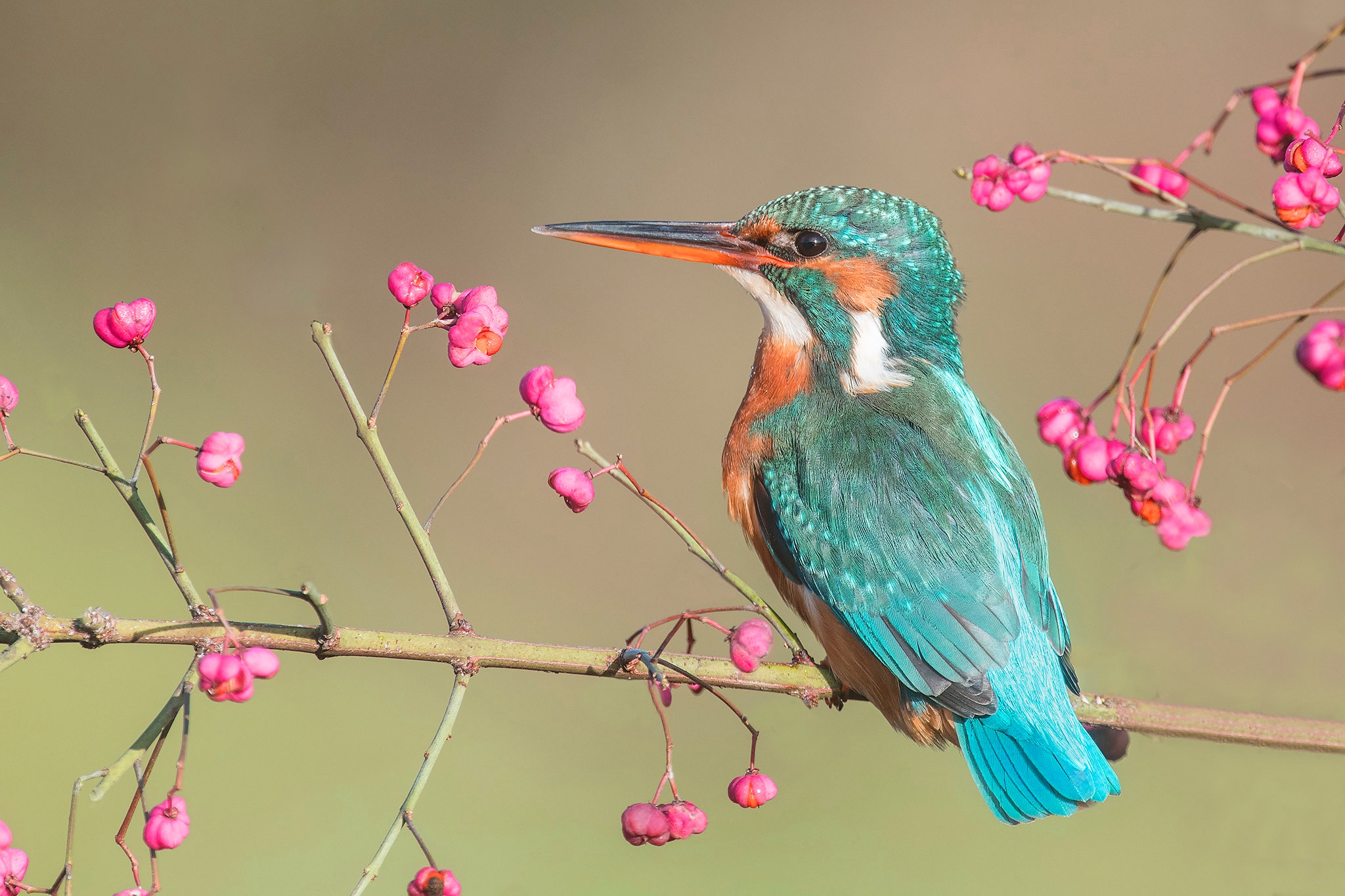 Descarga gratuita de fondo de pantalla para móvil de Animales, Martín Pescador, Aves, Ave.