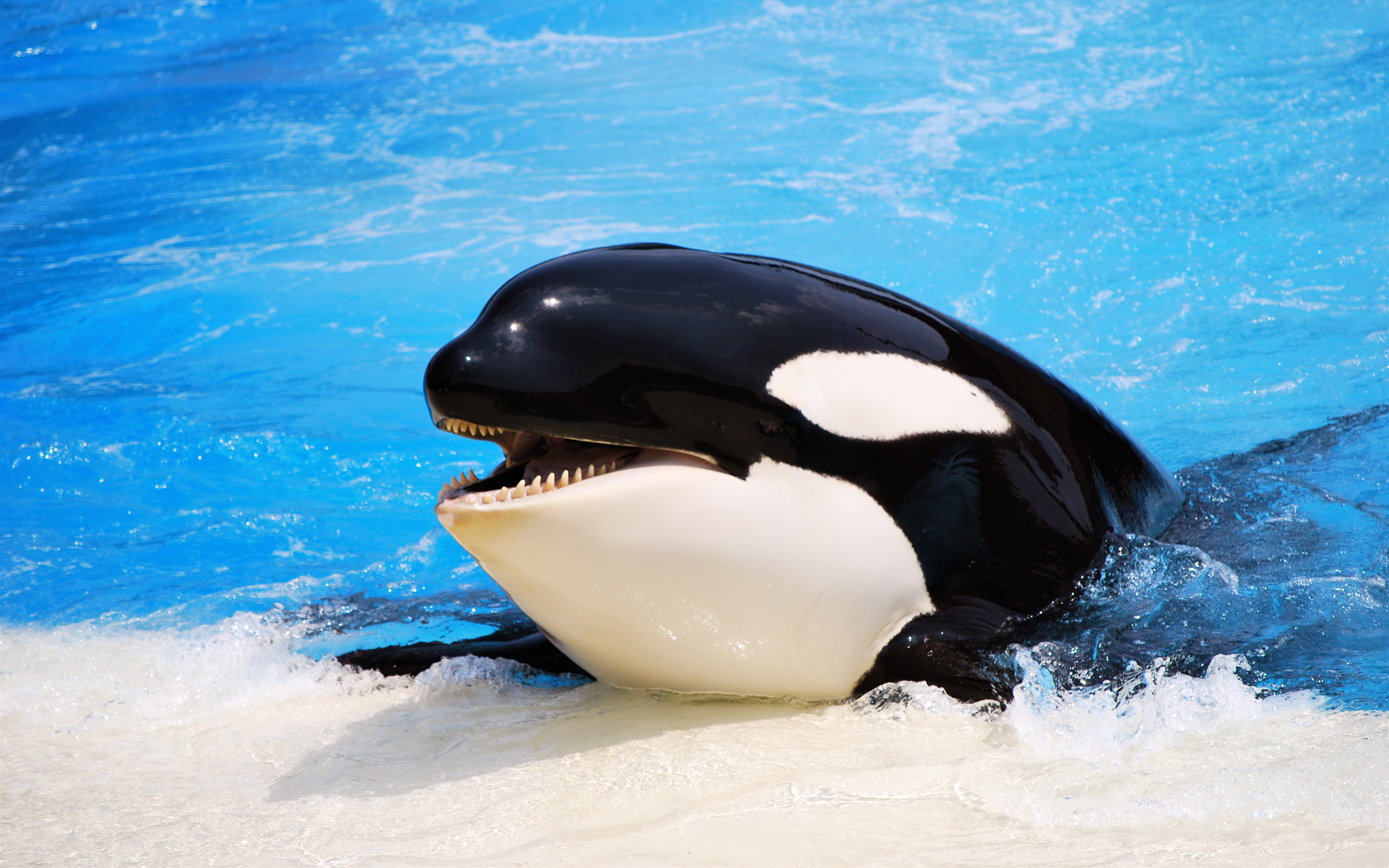 577933 descargar imagen animales, orca: fondos de pantalla y protectores de pantalla gratis