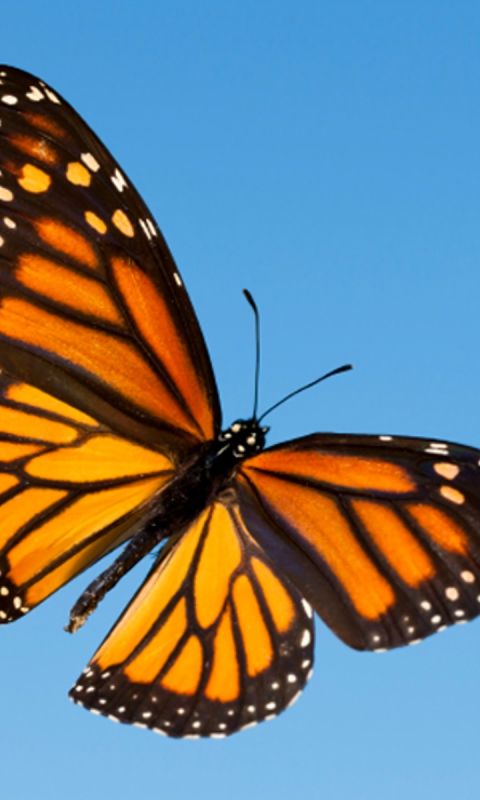Téléchargez des papiers peints mobile Animaux, Papillon, Papillon Monarque gratuitement.