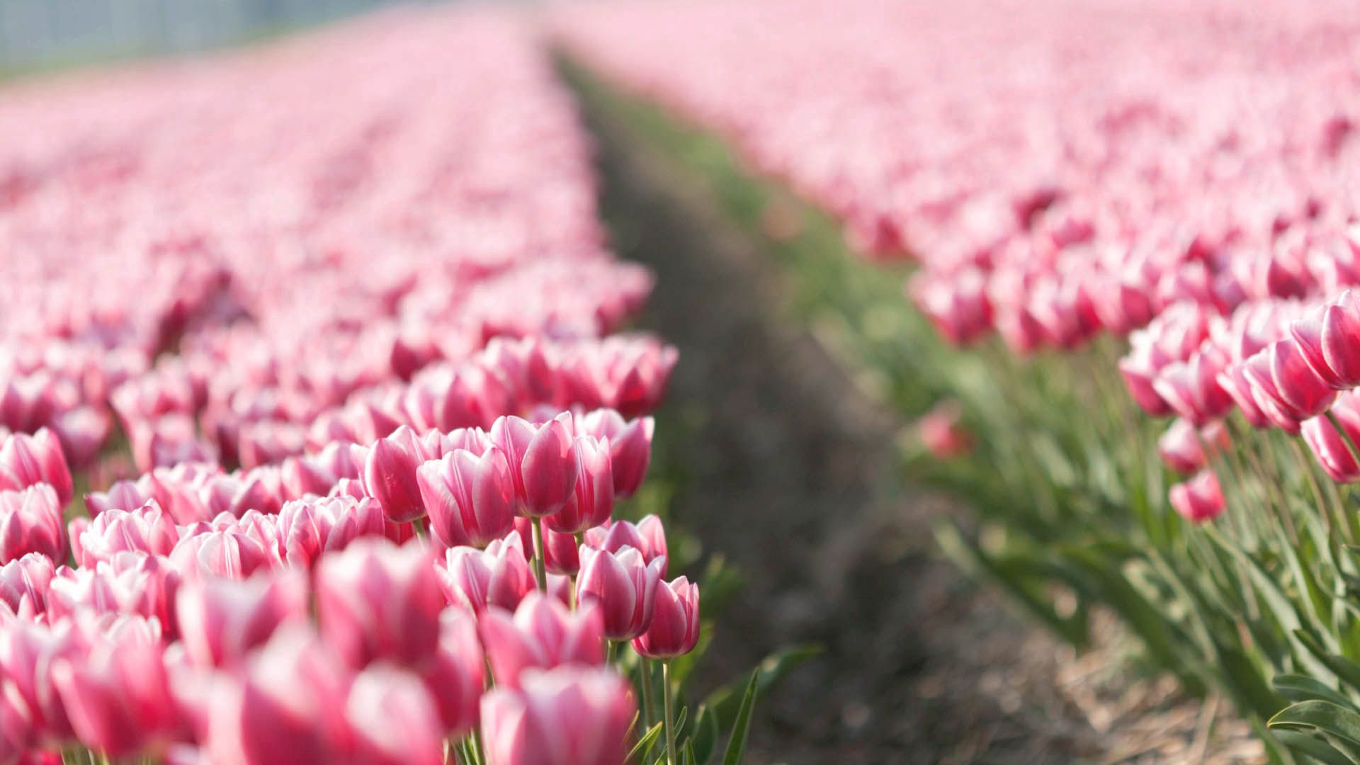 Free download wallpaper Flowers, Plant, Tulips on your PC desktop