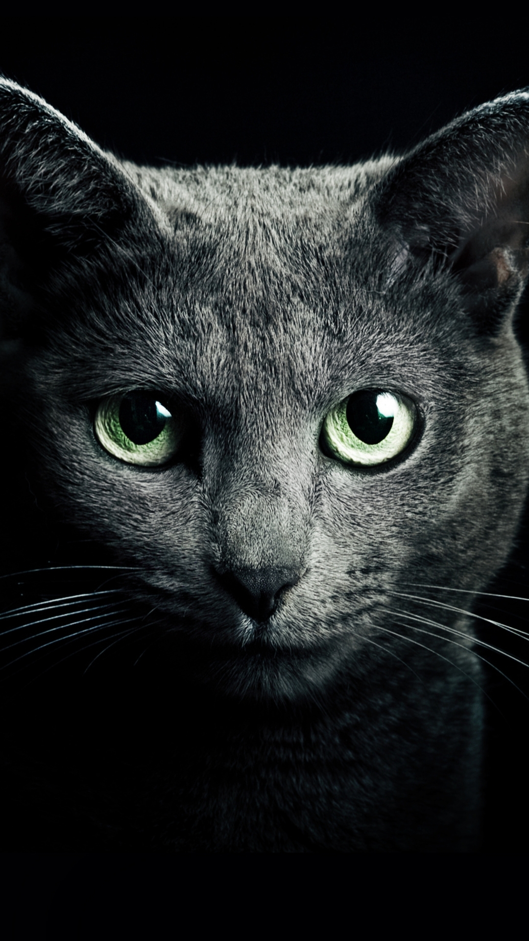 Descarga gratuita de fondo de pantalla para móvil de Animales, Gatos, Gato, Cabeza.