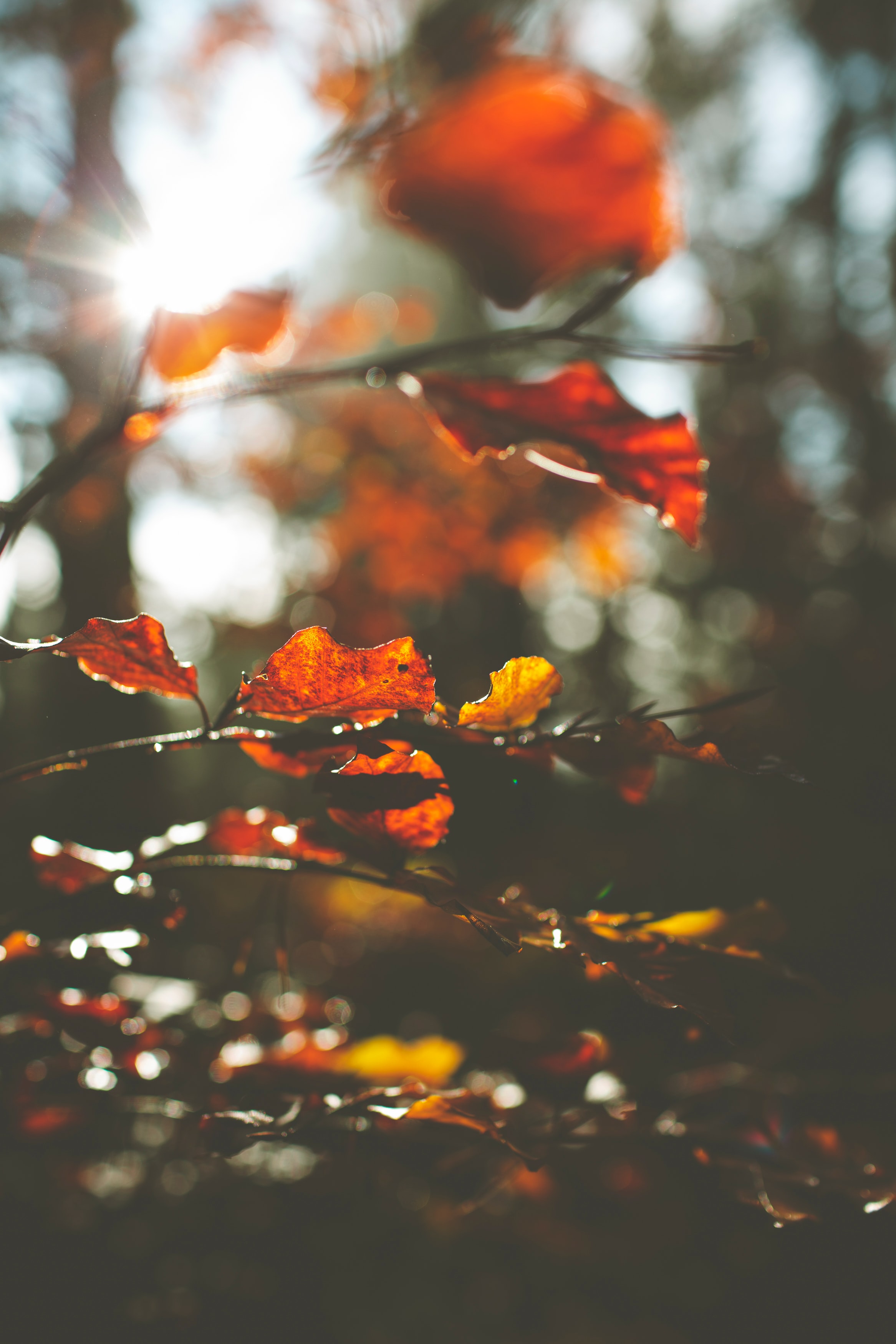 Baixe gratuitamente a imagem Natureza, Outono, Macro, Galho, Ramo, Folhas na área de trabalho do seu PC