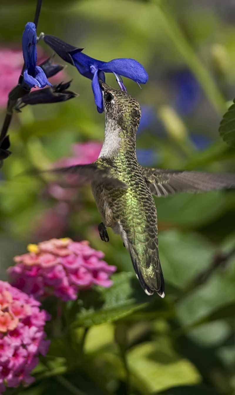 Download mobile wallpaper Birds, Flower, Animal, Blossom, Hummingbird for free.