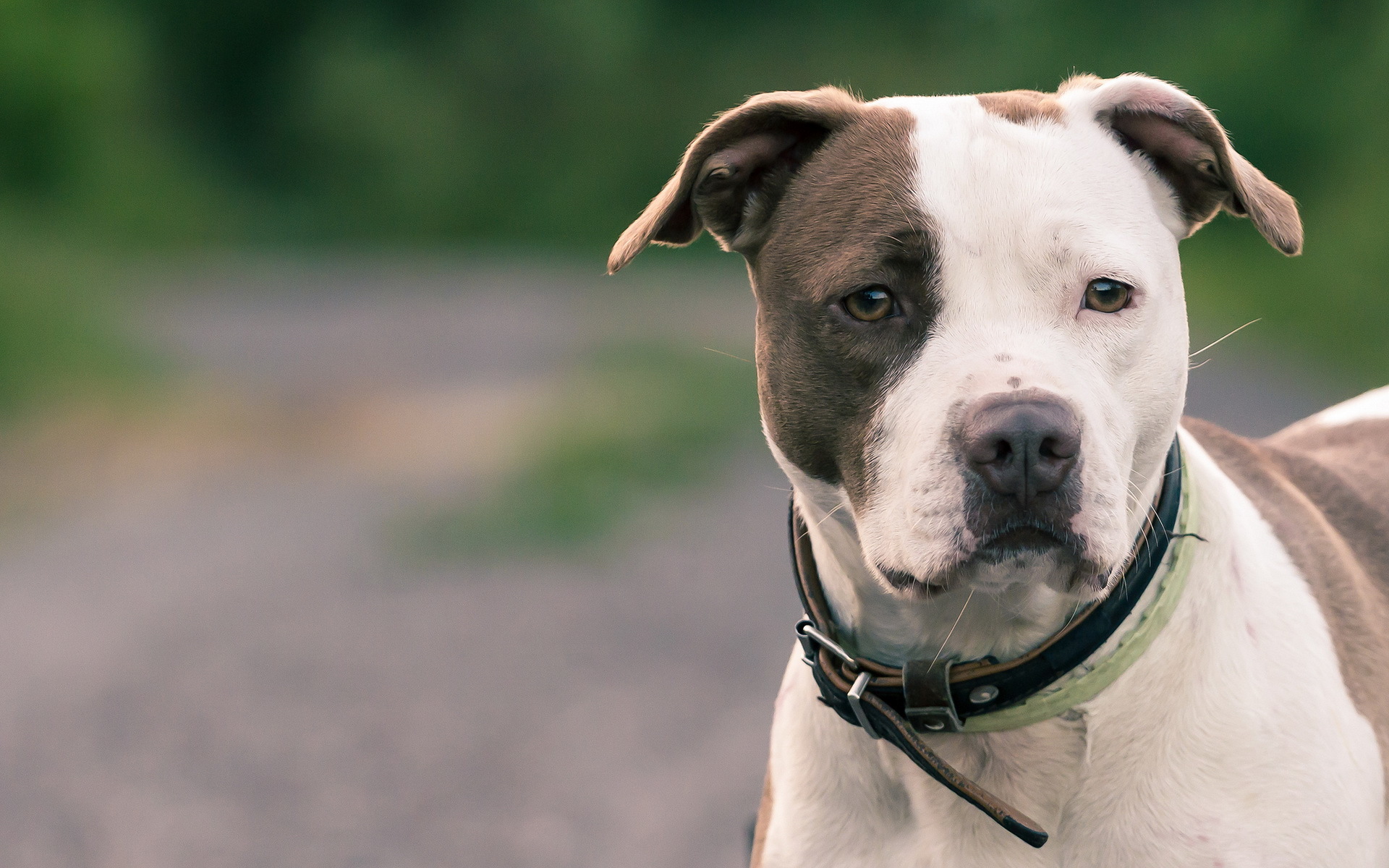 Los mejores fondos de pantalla de Pitbull Terrier Americano para la pantalla del teléfono