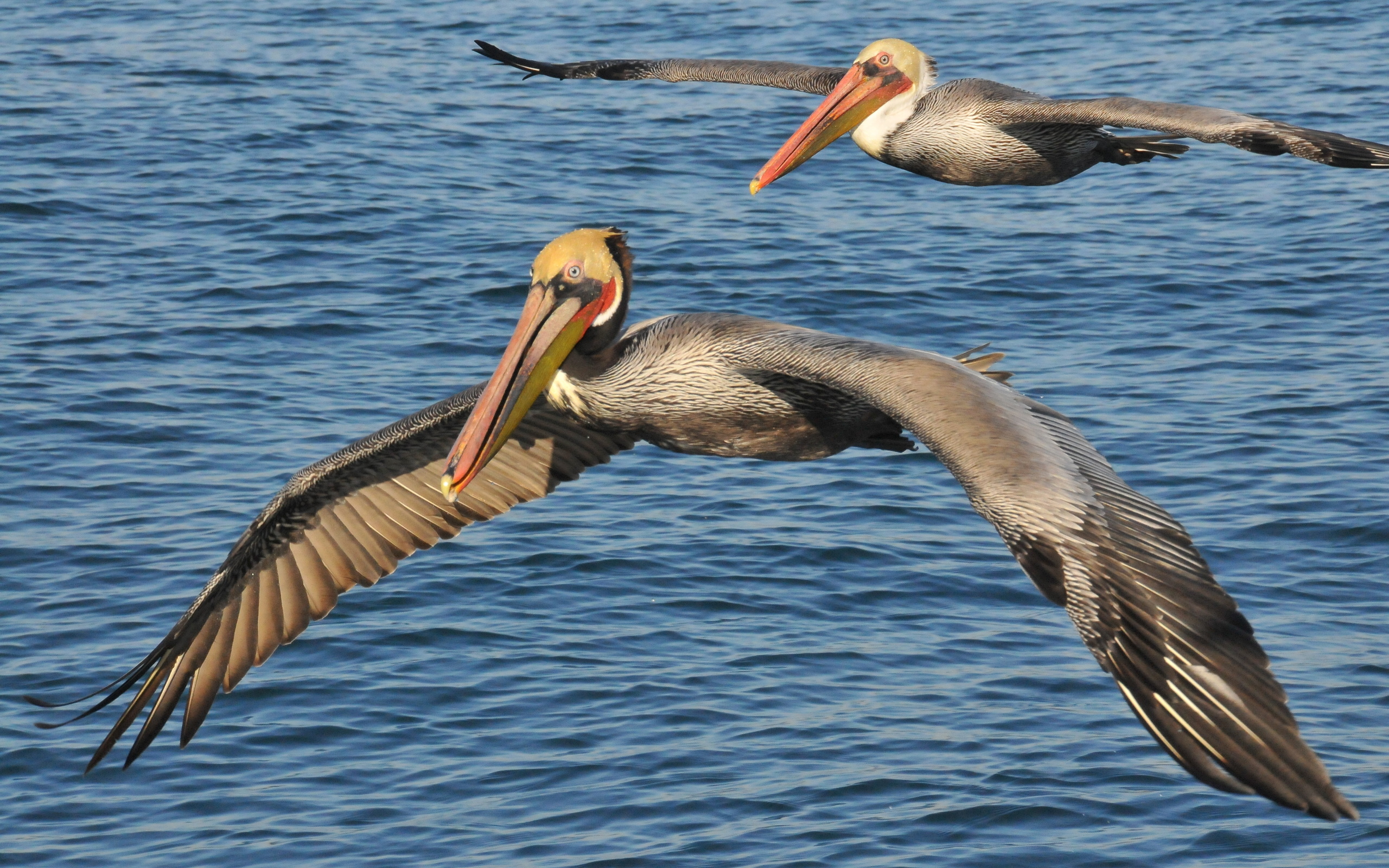 296602 Hintergrundbild herunterladen tiere, pelikan, kalifornischer brauner pelikan, vögel - Bildschirmschoner und Bilder kostenlos