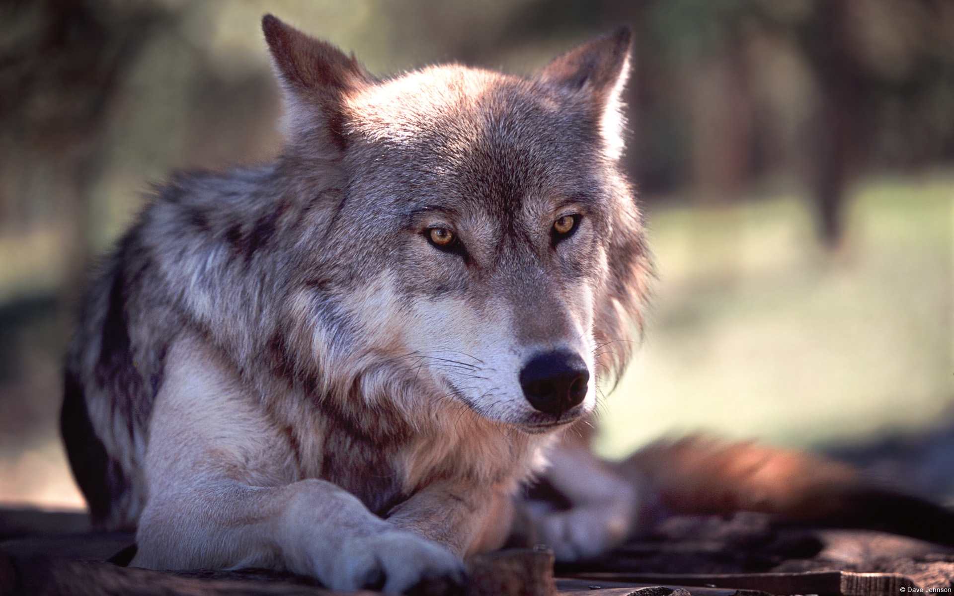 Descarga gratuita de fondo de pantalla para móvil de Animales, Lobo.