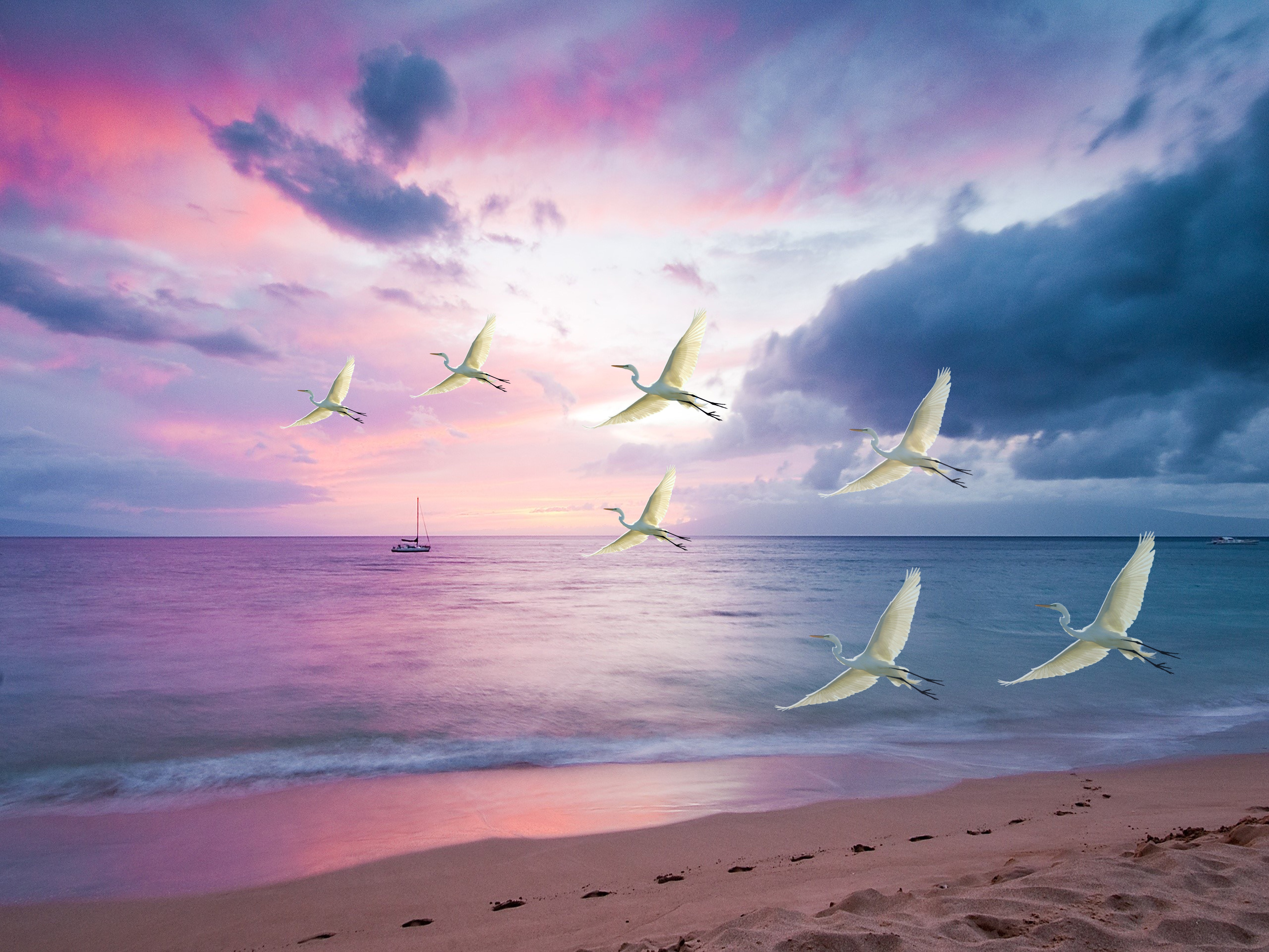 無料モバイル壁紙動物, 鳥, 日没, 海, ビーチ, 飛行, 白鷺をダウンロードします。
