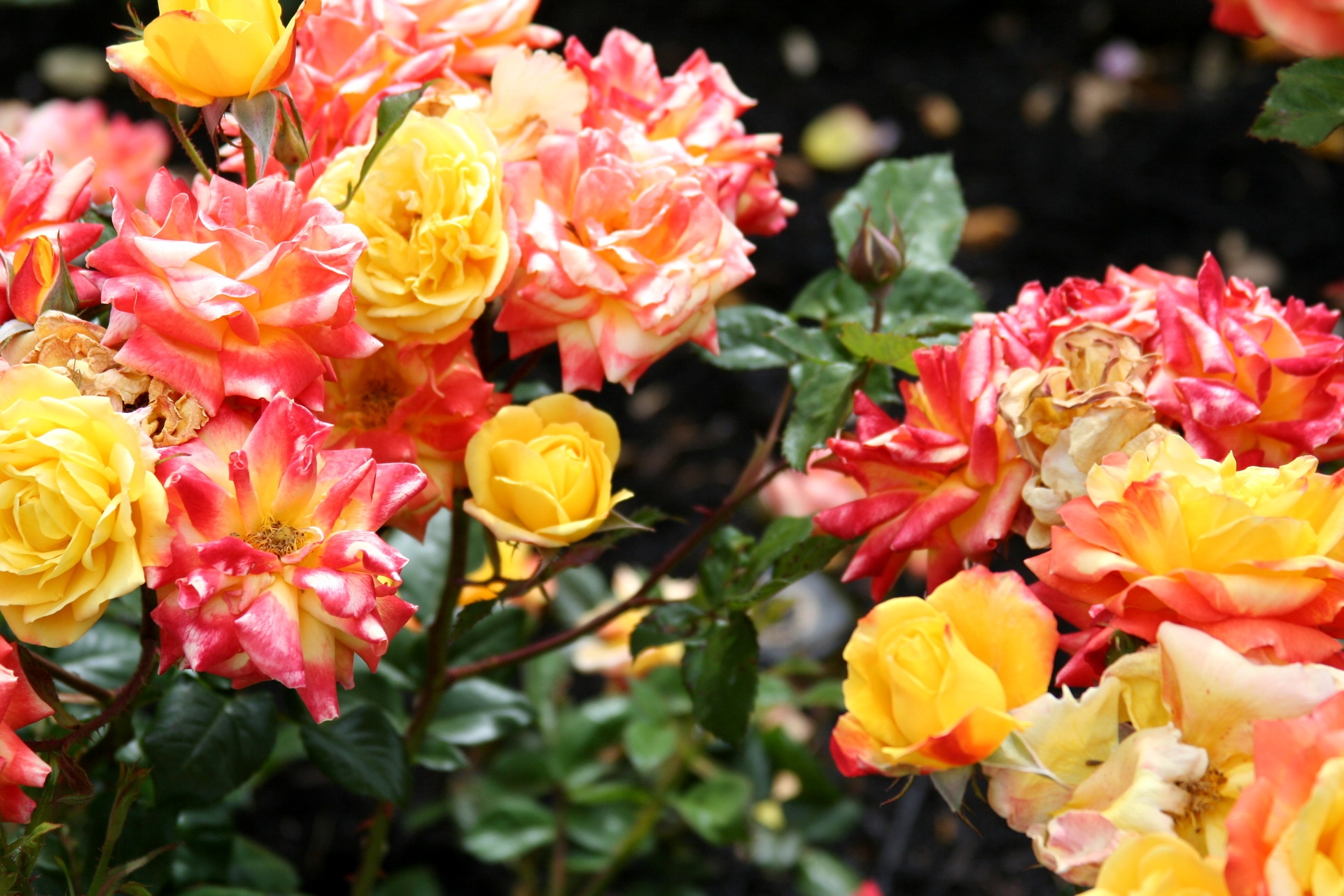 flowers, roses, bush, bright, disbanded, loose, buds Full HD
