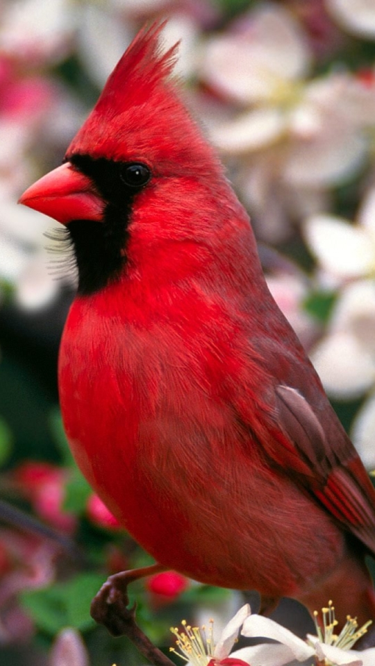 Téléchargez des papiers peints mobile Animaux, Des Oiseaux, Cardinal gratuitement.