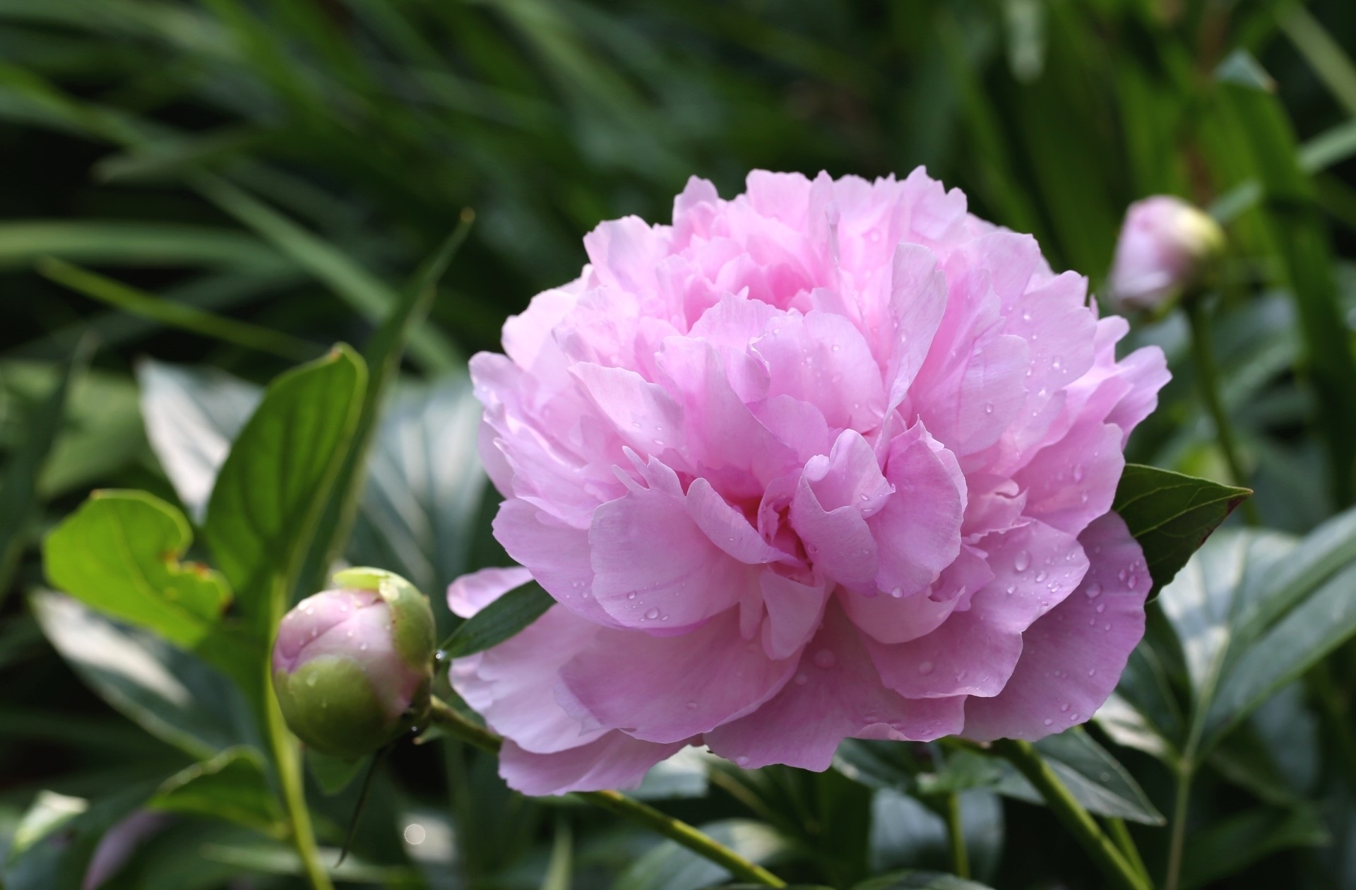 Download mobile wallpaper Flowers, Earth, Peony for free.