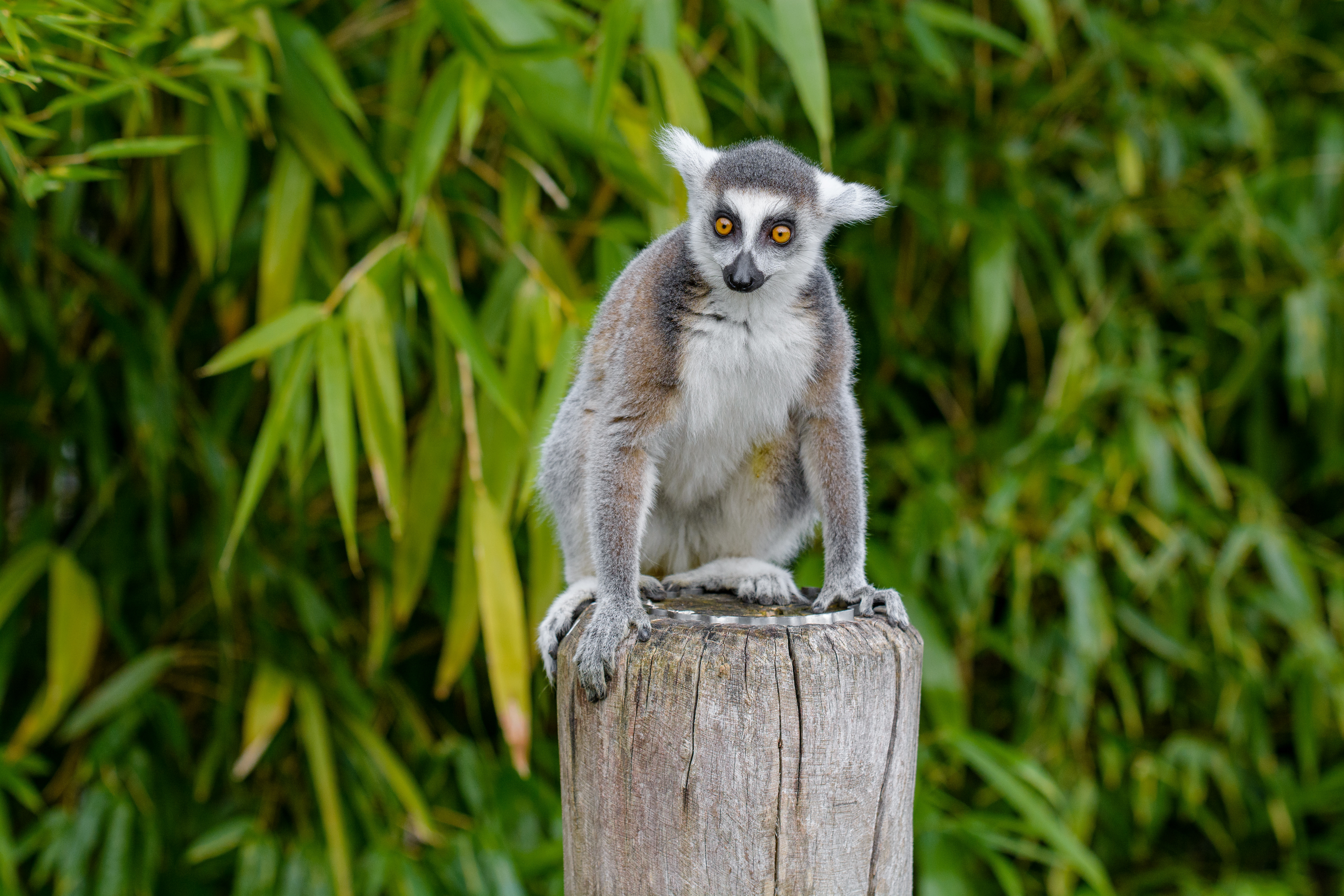 Handy-Wallpaper Lemur, Tiere, Schatz, Nett, Tier kostenlos herunterladen.