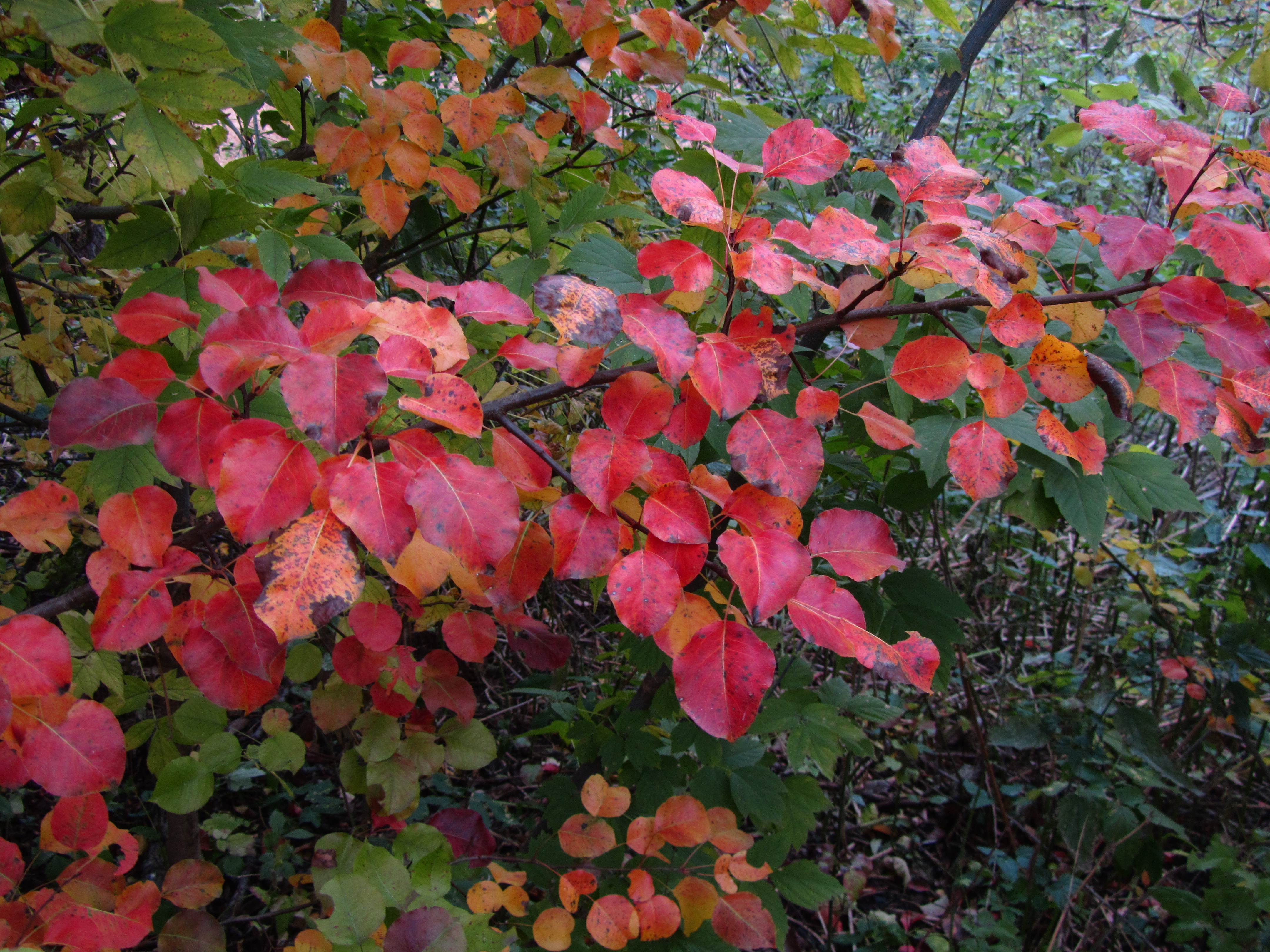 Free download wallpaper Leaf, Earth on your PC desktop