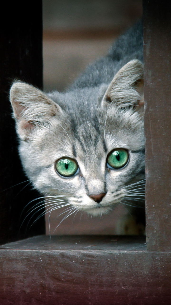 無料モバイル壁紙動物, ネコ, 猫, 子猫, 目, 可愛い, 顔をダウンロードします。
