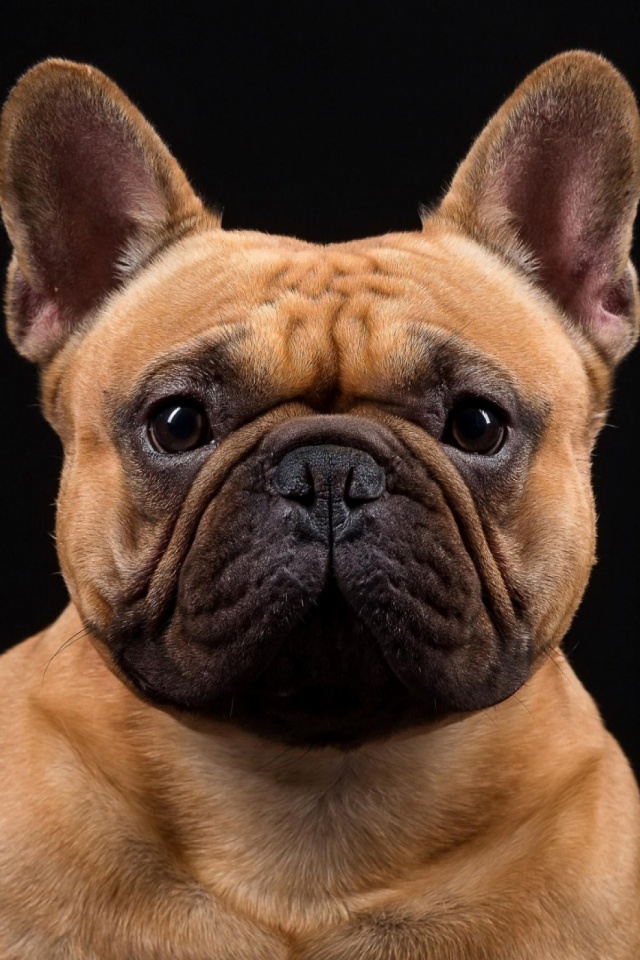 Handy-Wallpaper Tiere, Hunde, Hund, Gesicht, Französisch Bulldogge kostenlos herunterladen.