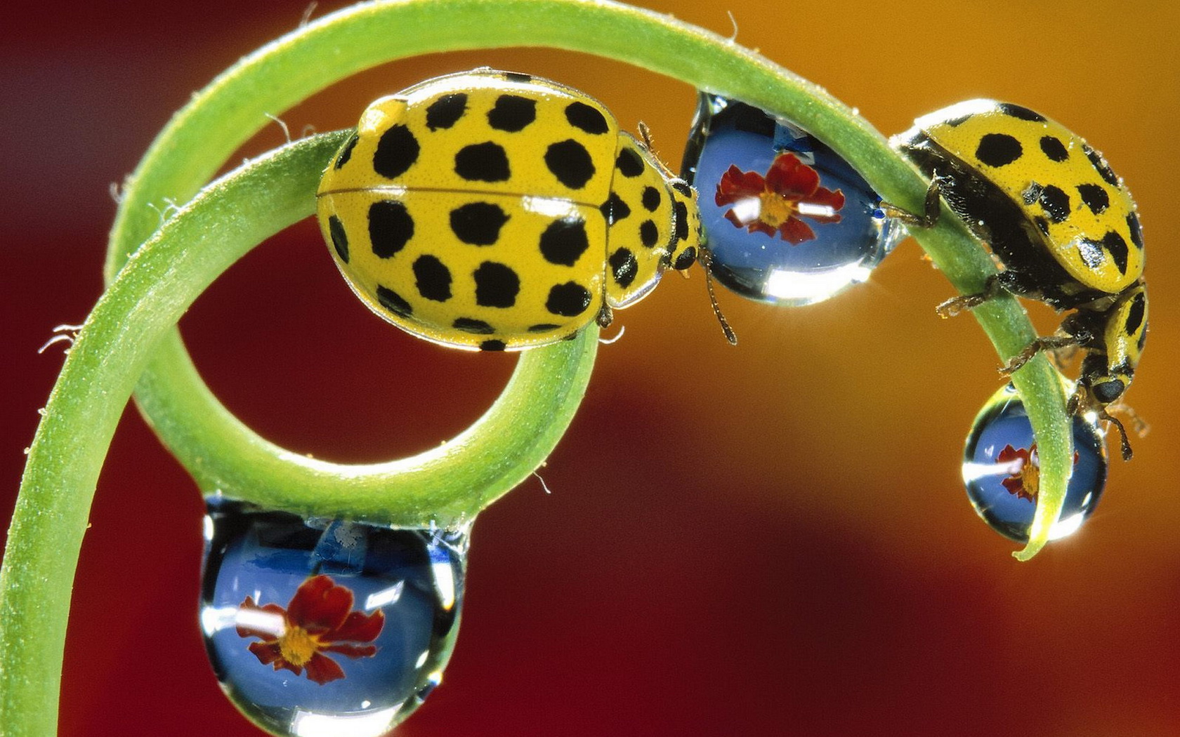 Free download wallpaper Animal, Ladybug on your PC desktop