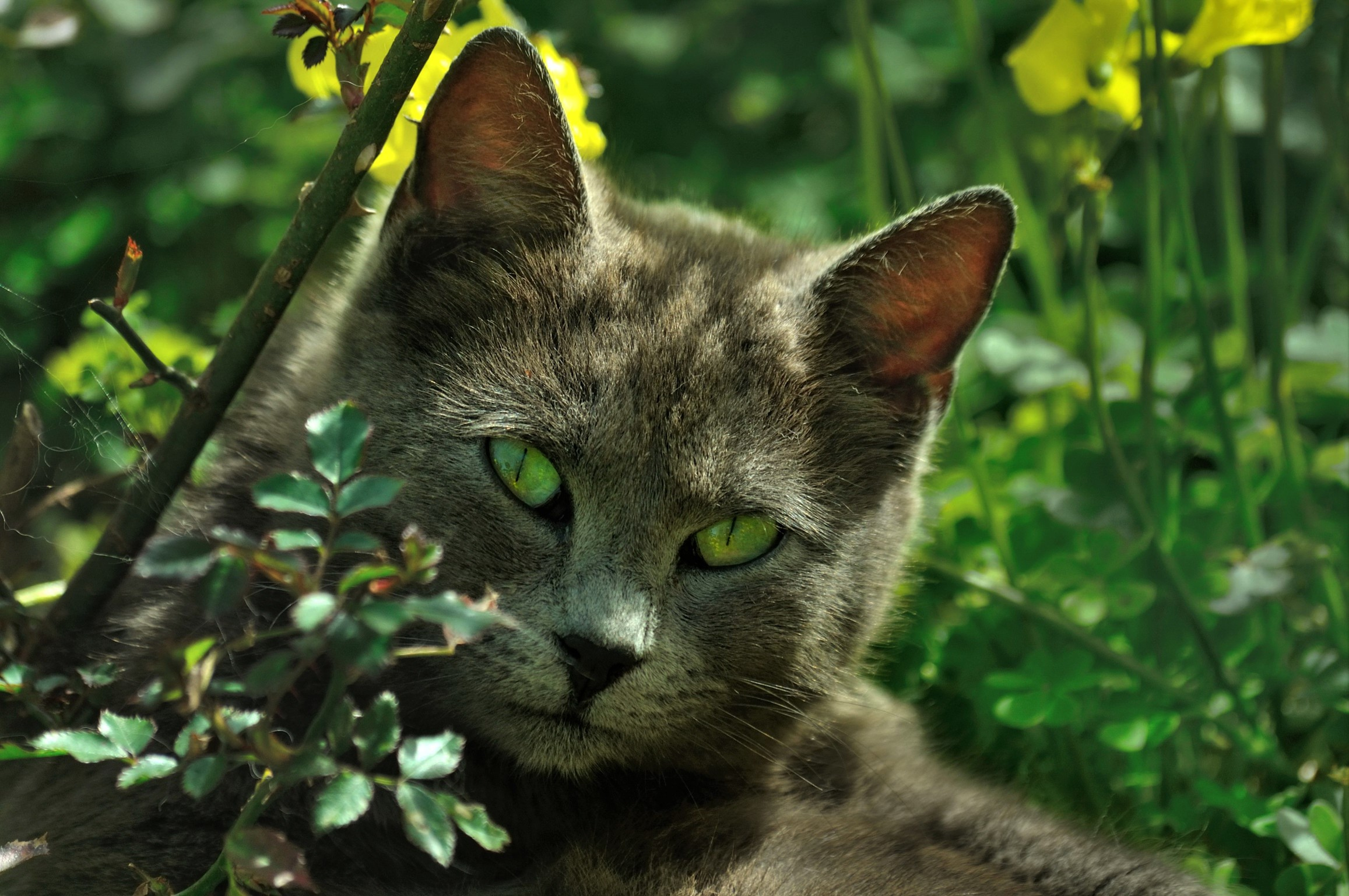 PCデスクトップに動物, 草, ネコ, 猫, 緑の目画像を無料でダウンロード