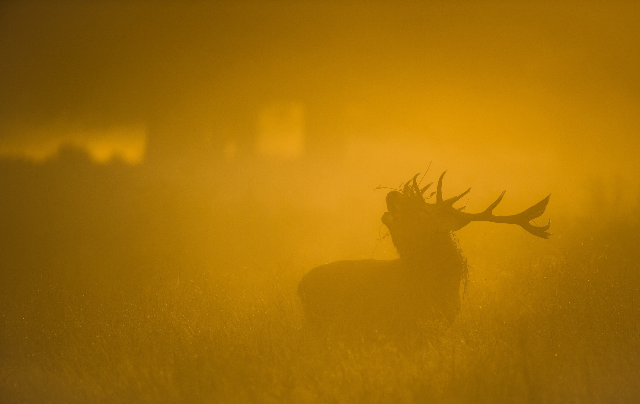 Laden Sie das Tiere, Nebel, Hirsch-Bild kostenlos auf Ihren PC-Desktop herunter