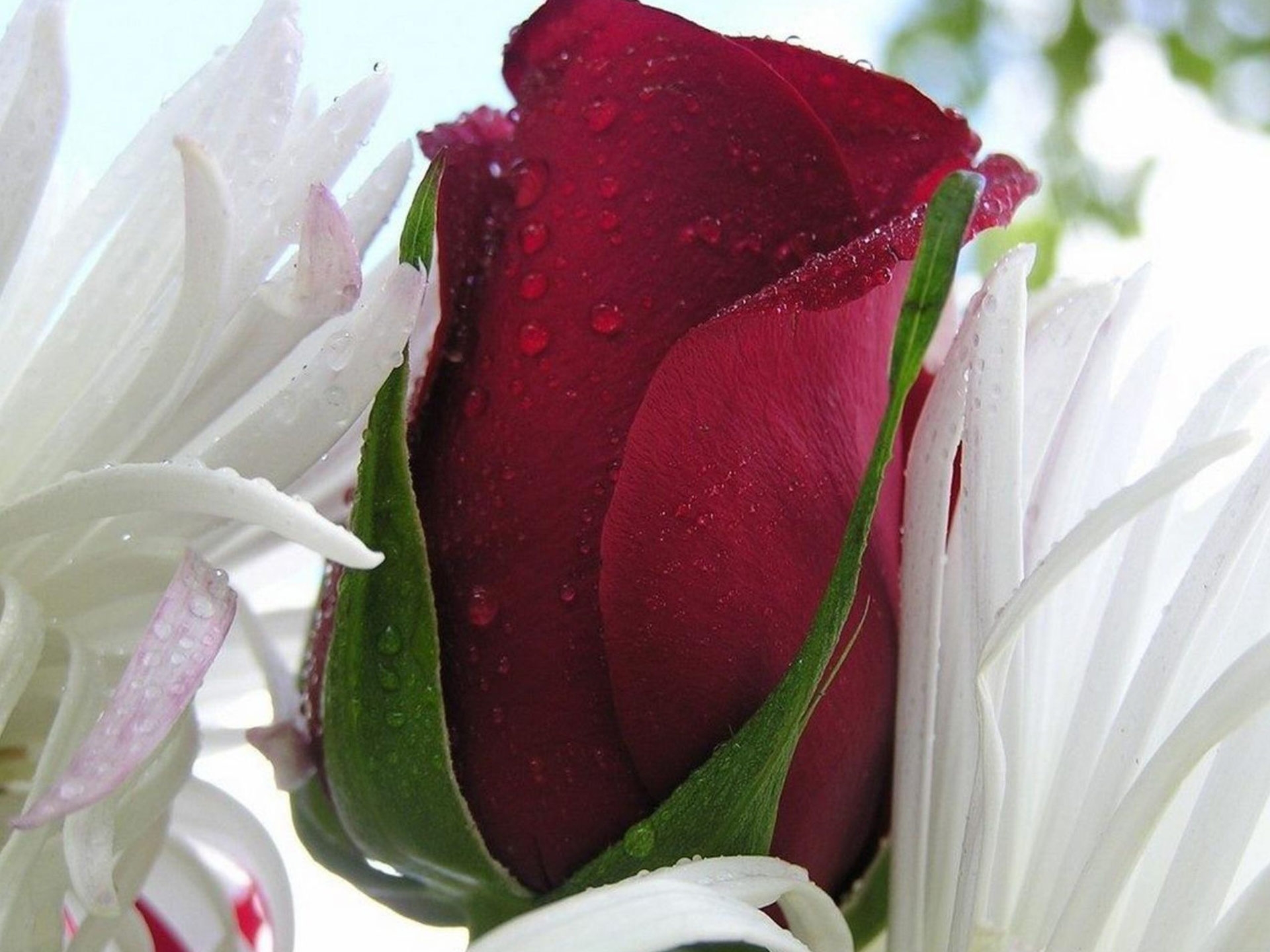 macro, red rose, drops, flower, petals, bright color Full HD