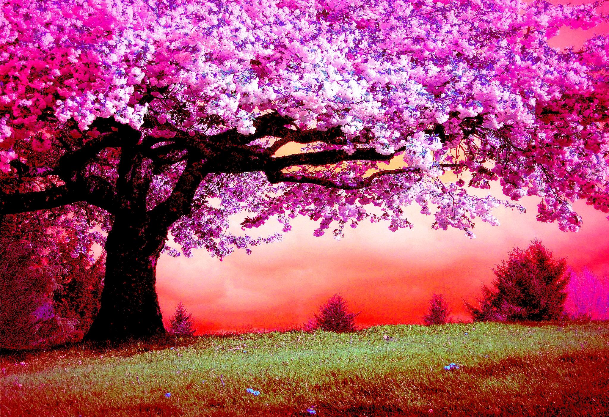 Download mobile wallpaper Pink, Tree, Artistic, Cherry Tree for free.