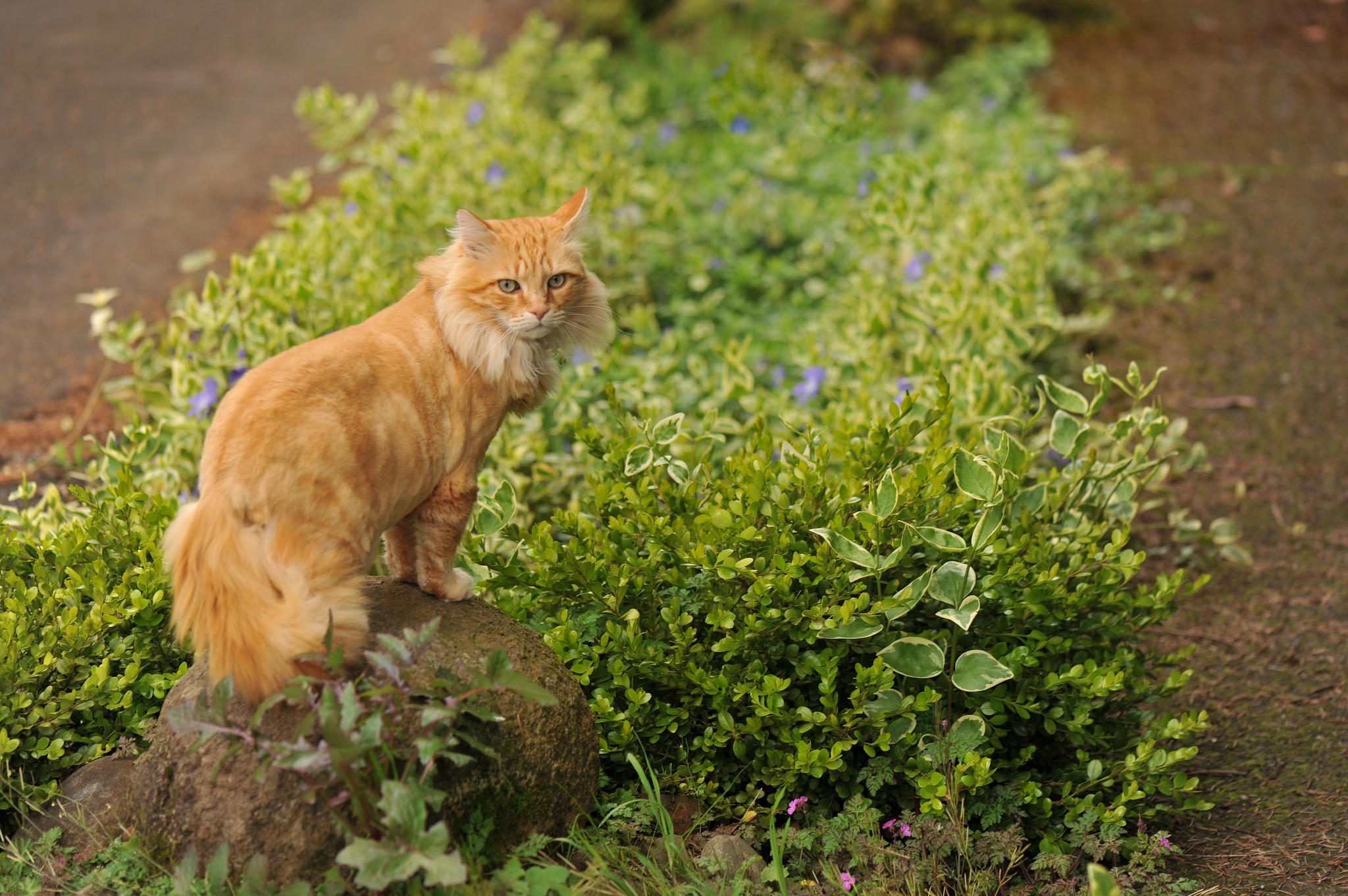 Descarga gratuita de fondo de pantalla para móvil de Animales, Gatos, Gato.