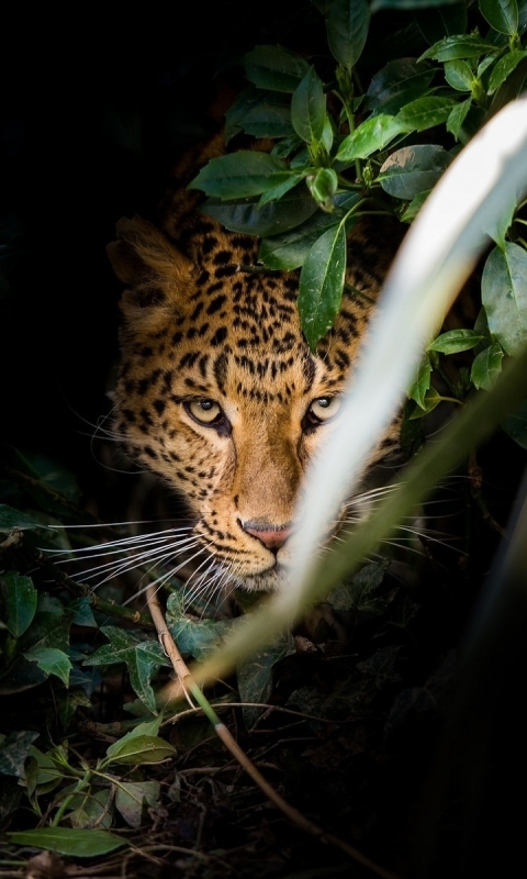 Baixar papel de parede para celular de Leopardo, Gatos, Animais gratuito.