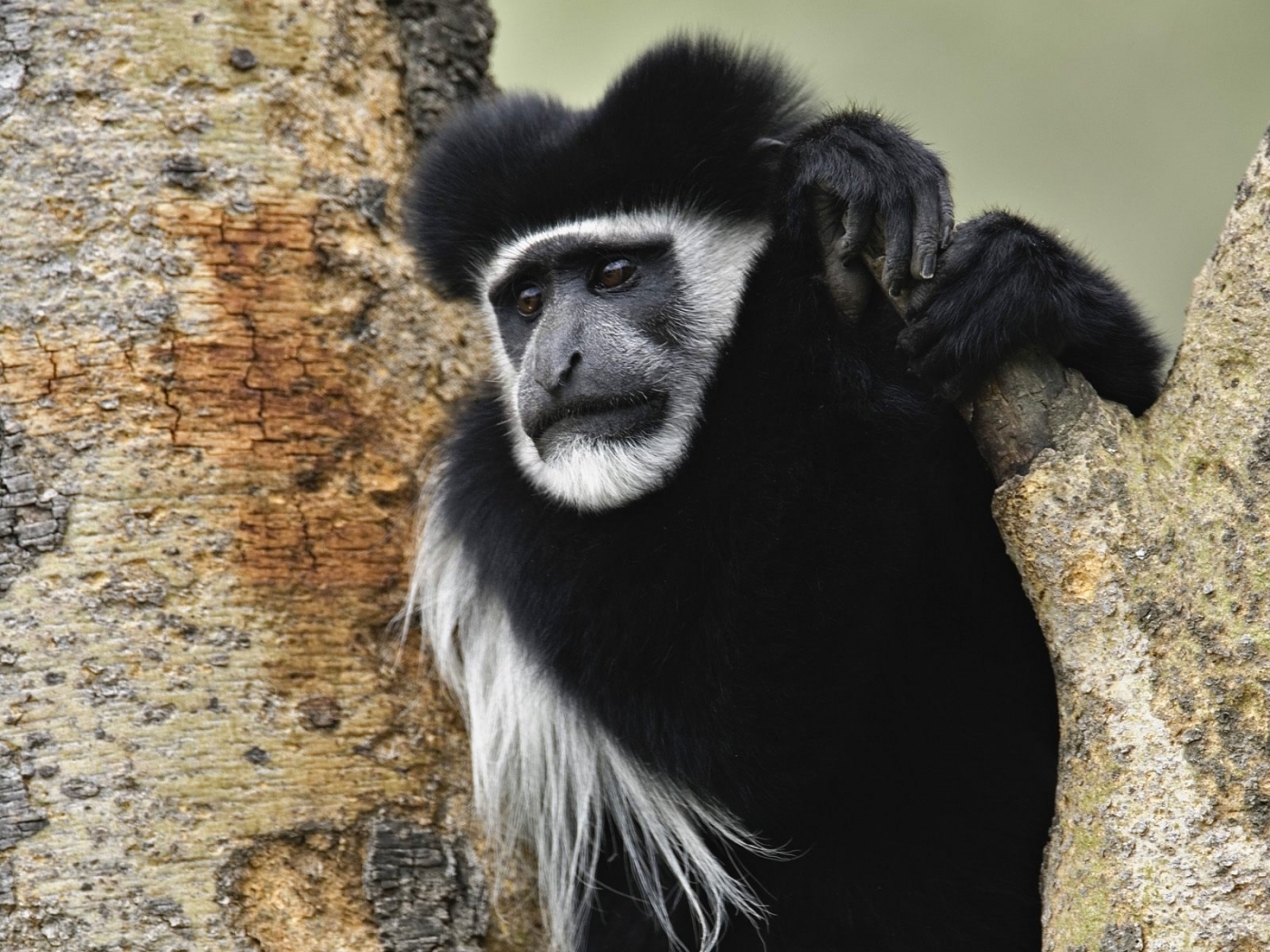 39839 Bild herunterladen tiere, monkeys - Hintergrundbilder und Bildschirmschoner kostenlos