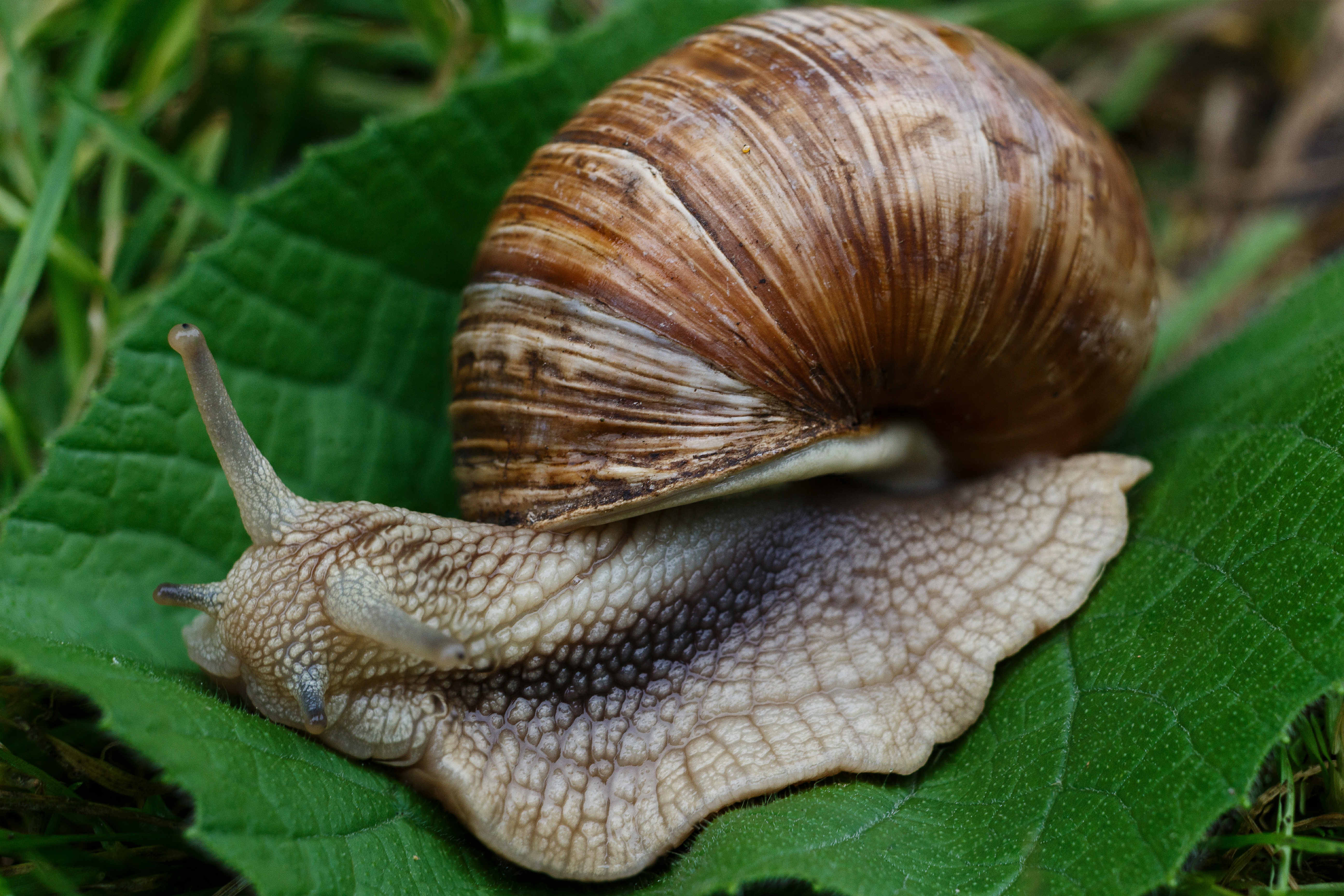 snail, macro, carapace, shell, slugs