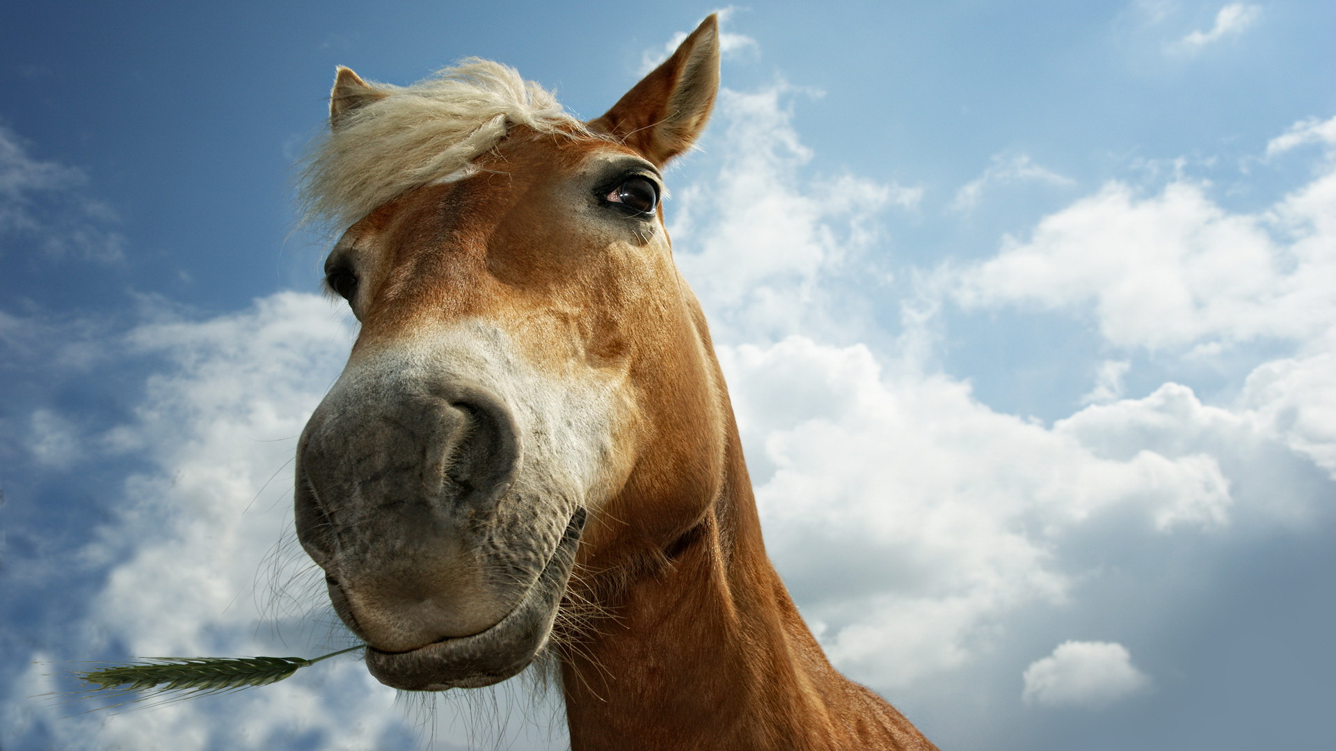 Baixe gratuitamente a imagem Animais, Cavalo na área de trabalho do seu PC