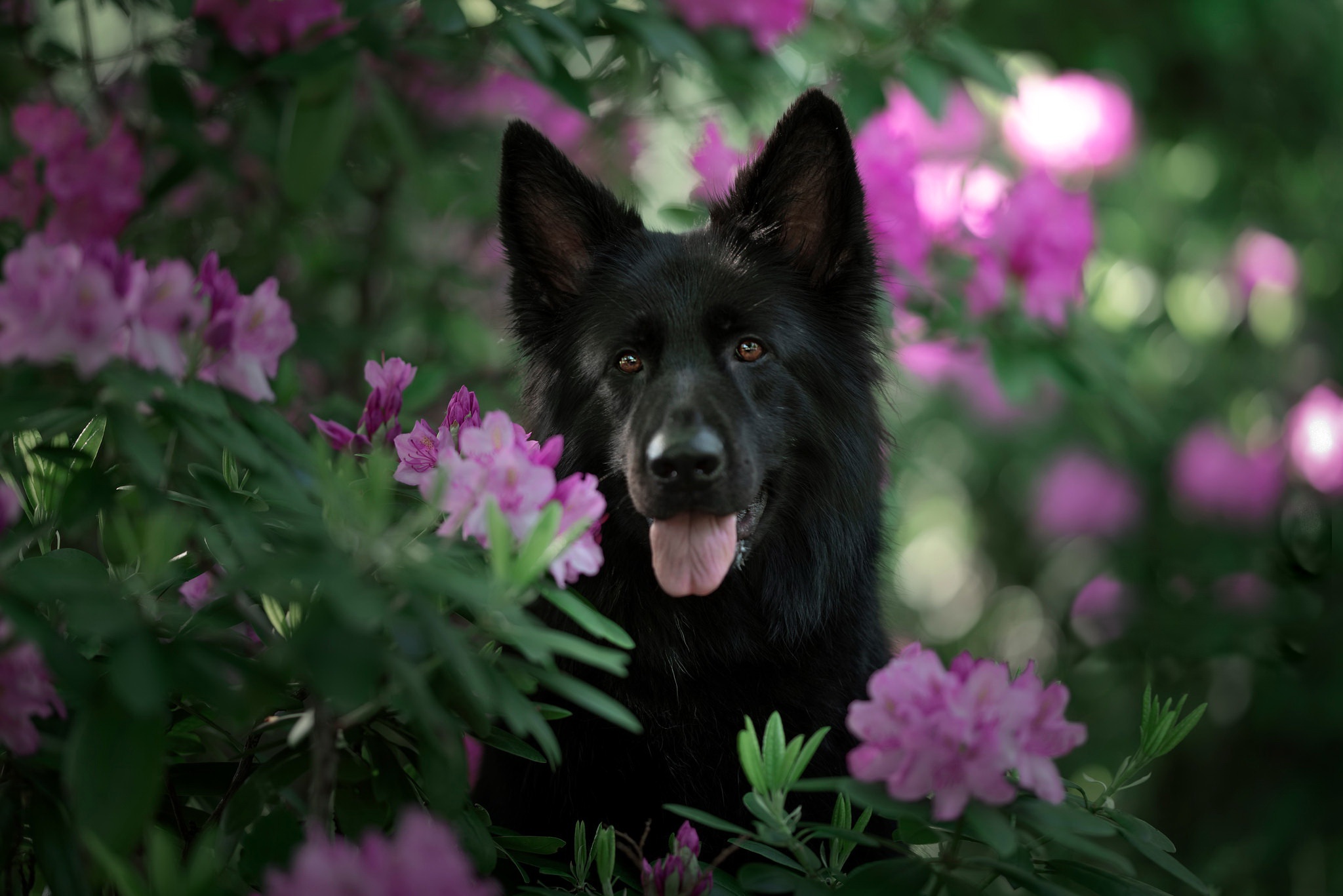 Laden Sie das Tiere, Hunde, Blume, Hund-Bild kostenlos auf Ihren PC-Desktop herunter