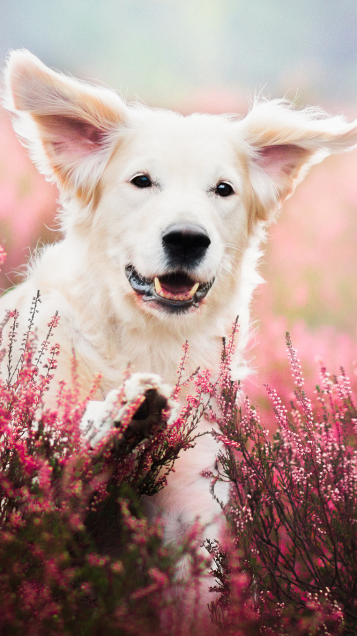 Download mobile wallpaper Dogs, Dog, Animal, Puppy, Bokeh, Lavender for free.