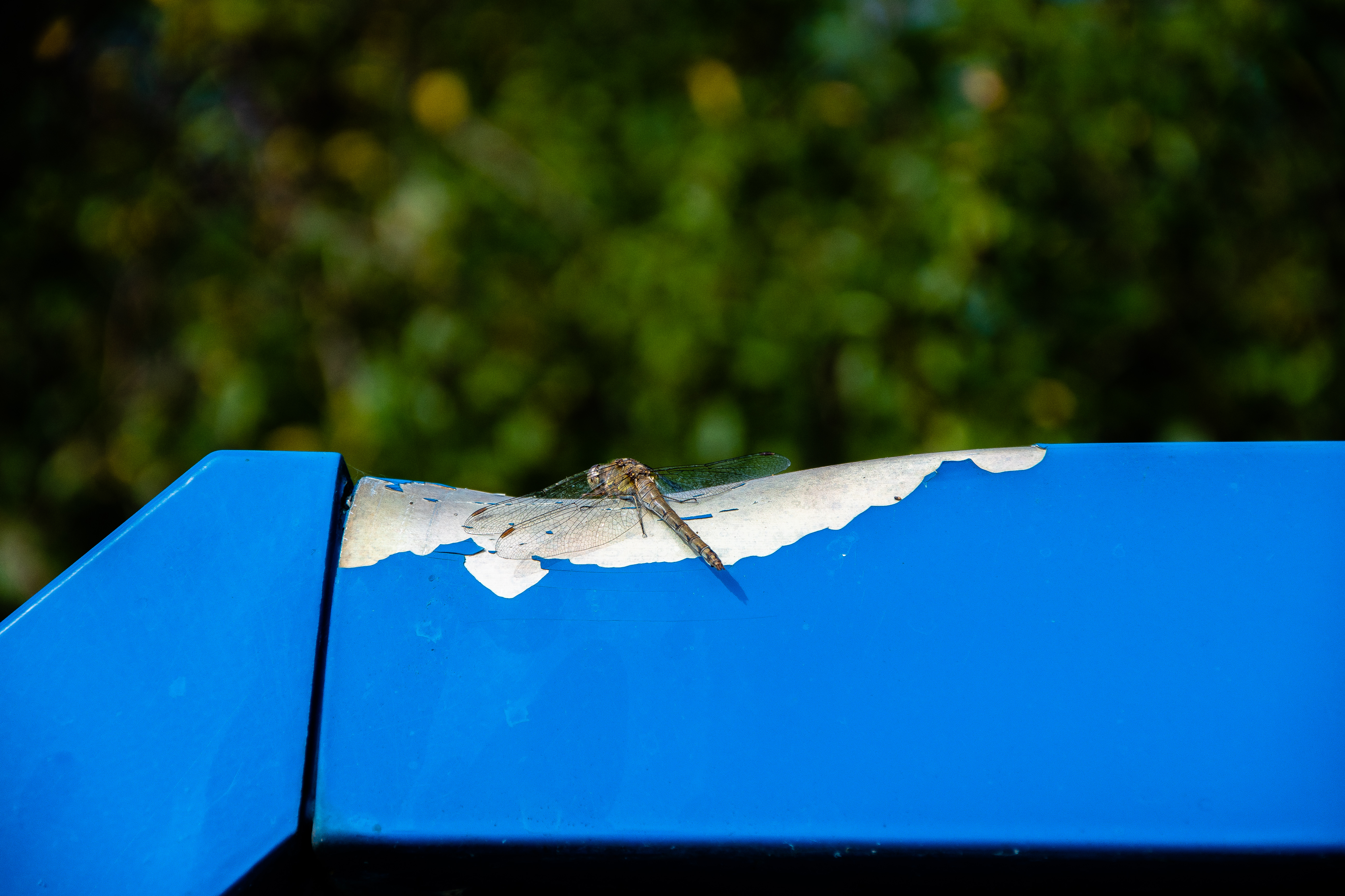 Free download wallpaper Insects, Close Up, Animal, Dragonfly on your PC desktop