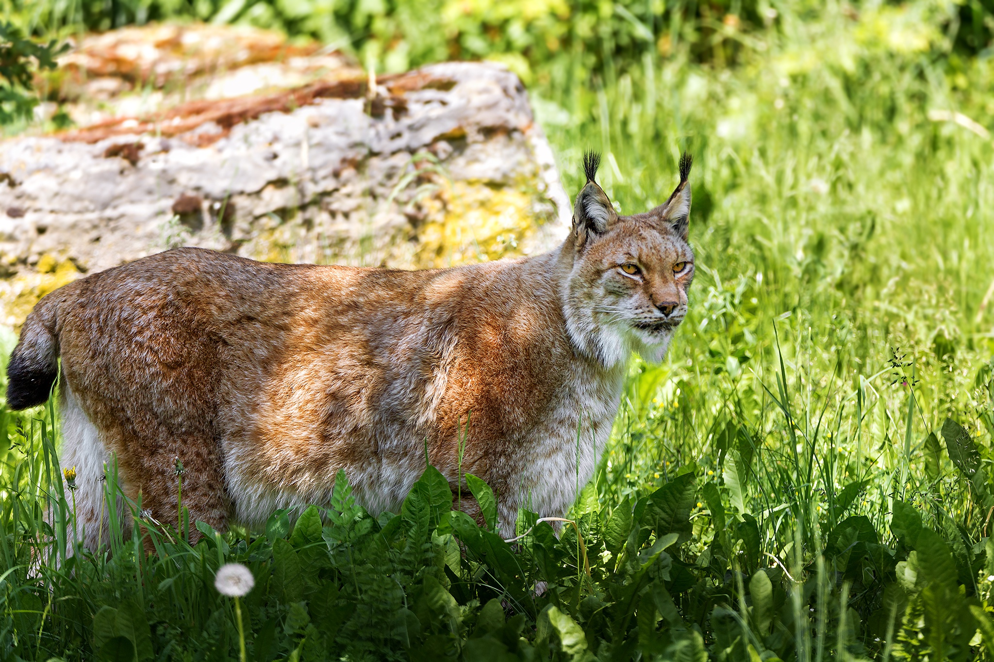 Téléchargez des papiers peints mobile Animaux, Chats, Lynx gratuitement.