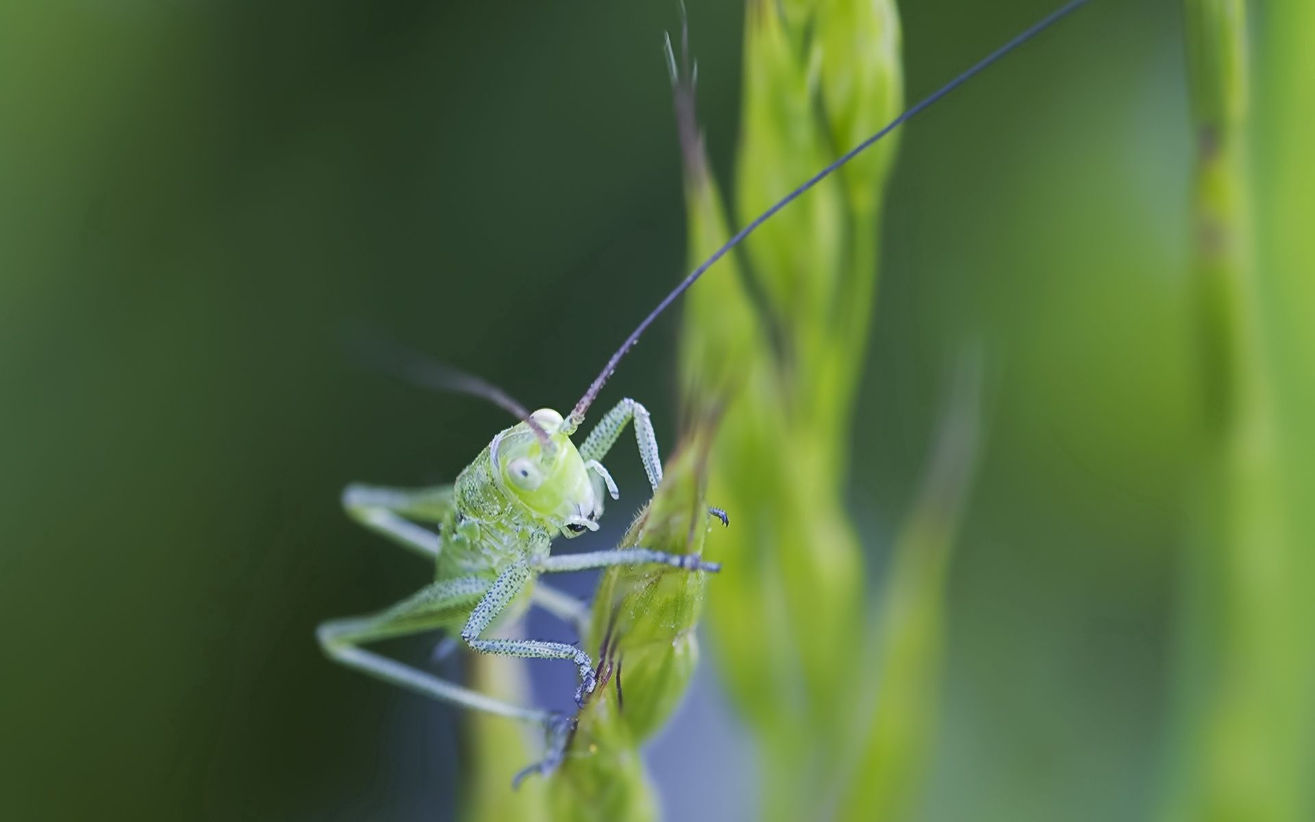 grass, macro, bright, insect, antennae, tendrils