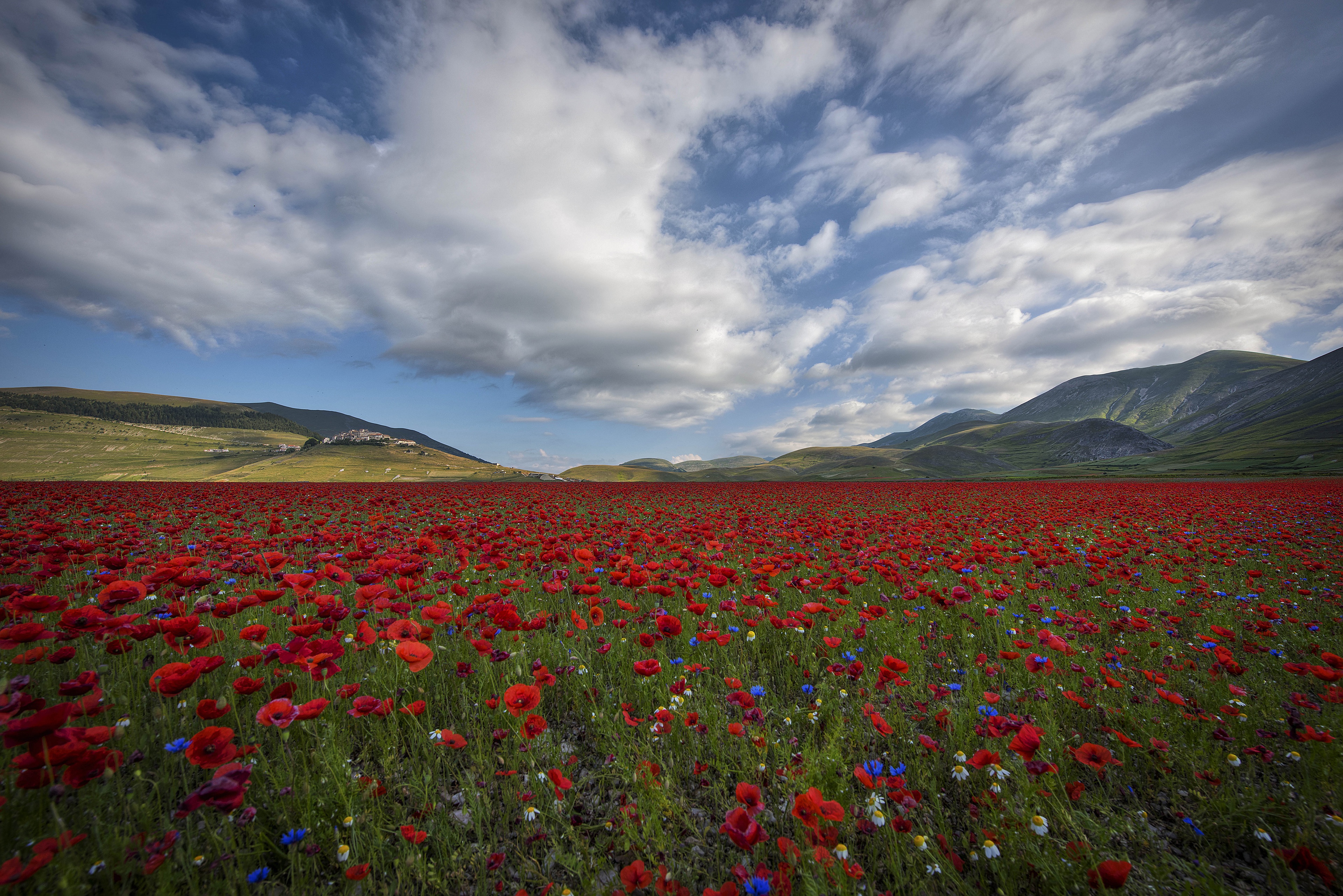 Download mobile wallpaper Flowers, Summer, Earth, Field, Poppy, Red Flower for free.