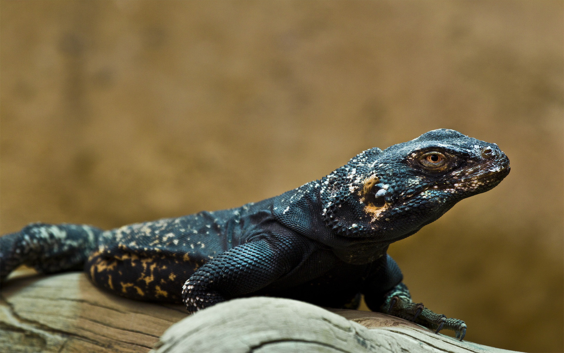 307154 descargar imagen animales, réptil, reptiles: fondos de pantalla y protectores de pantalla gratis
