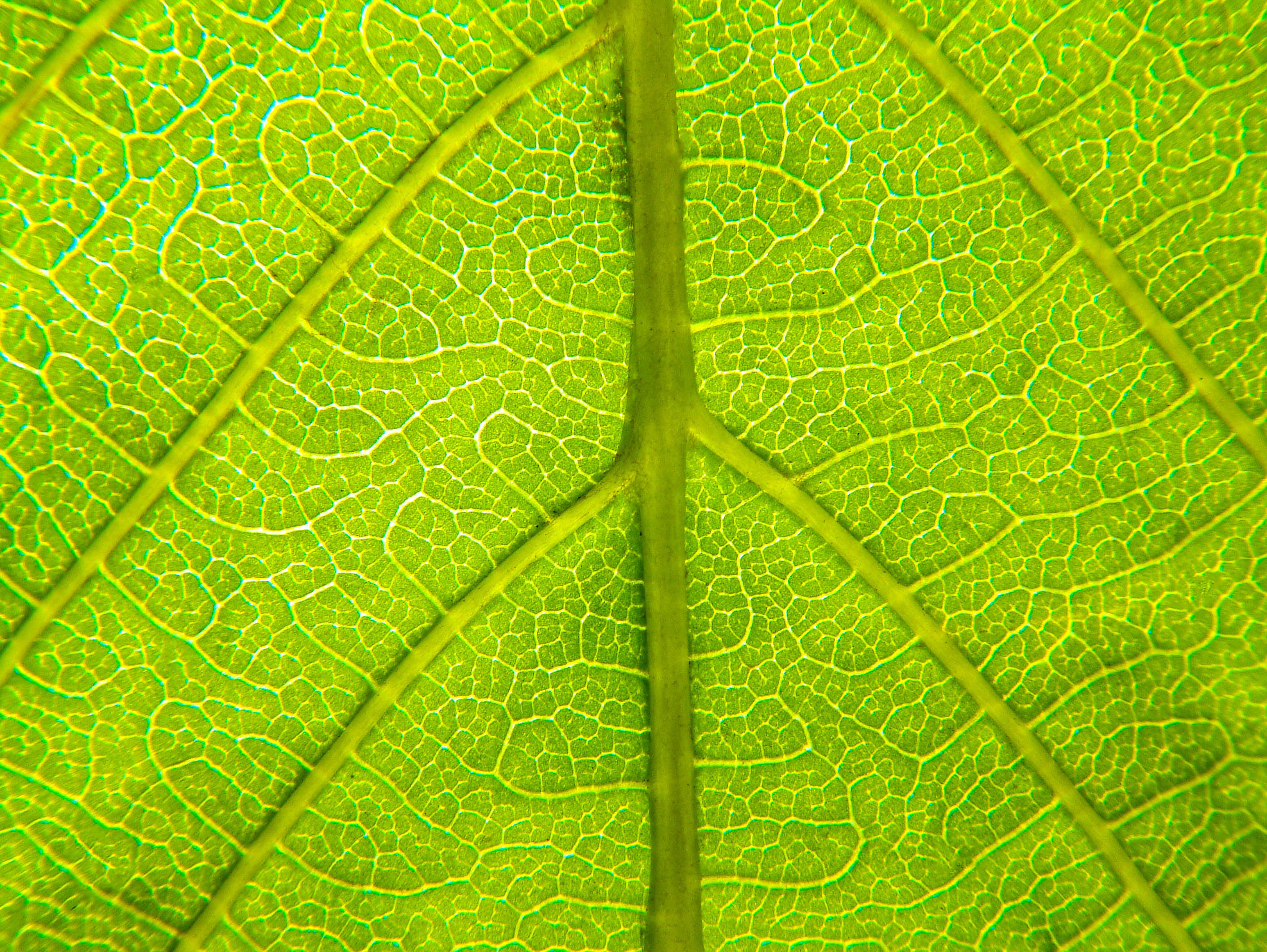 Download mobile wallpaper Relief, Macro, Sheet, Veins, Leaf for free.