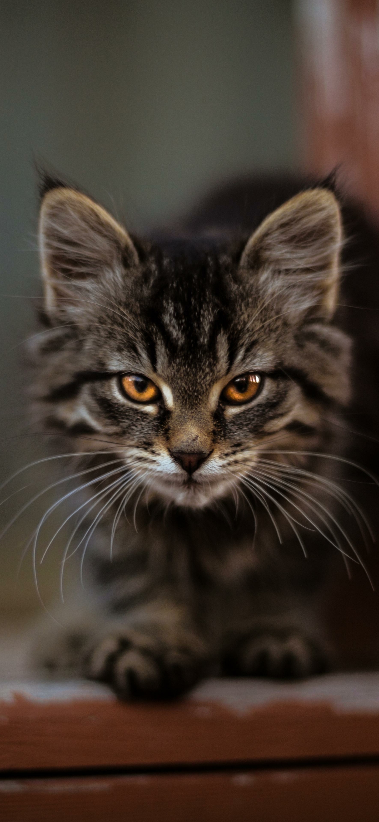 Download mobile wallpaper Cats, Cat, Kitten, Animal, Baby Animal, Stare for free.