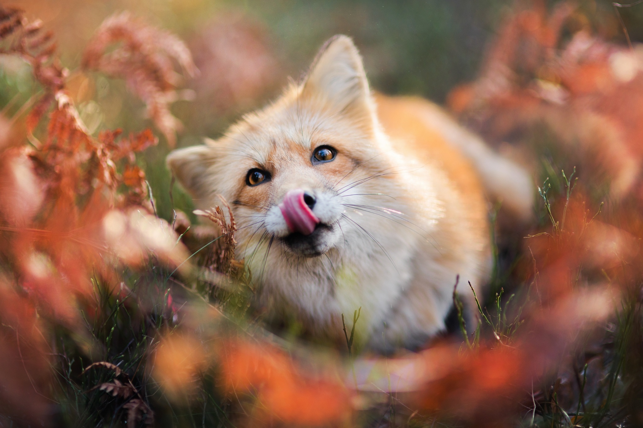 Download mobile wallpaper Fox, Blur, Animal for free.