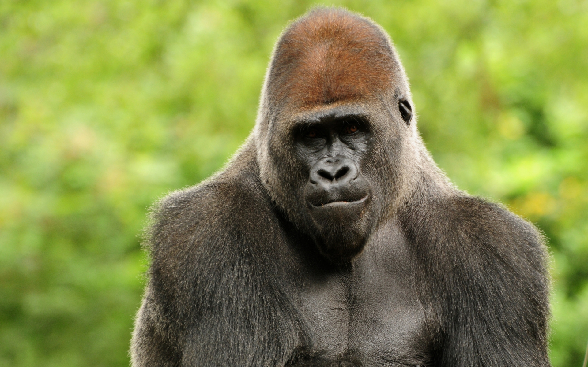 animal, gorilla, monkeys 1080p