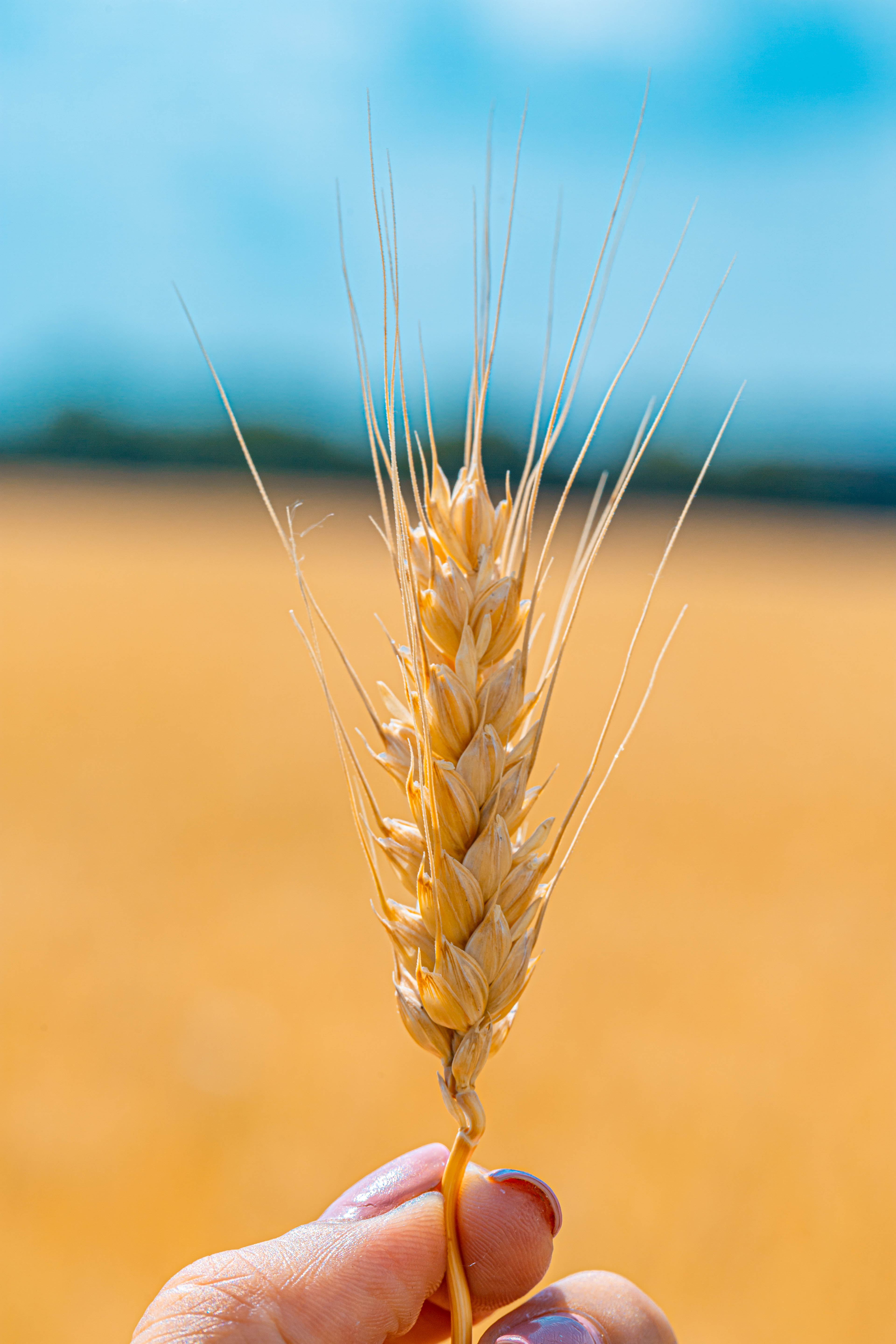 87459 скачать картинку пшеница, крупный план, зерна, макро, колосок, злак - обои и заставки бесплатно