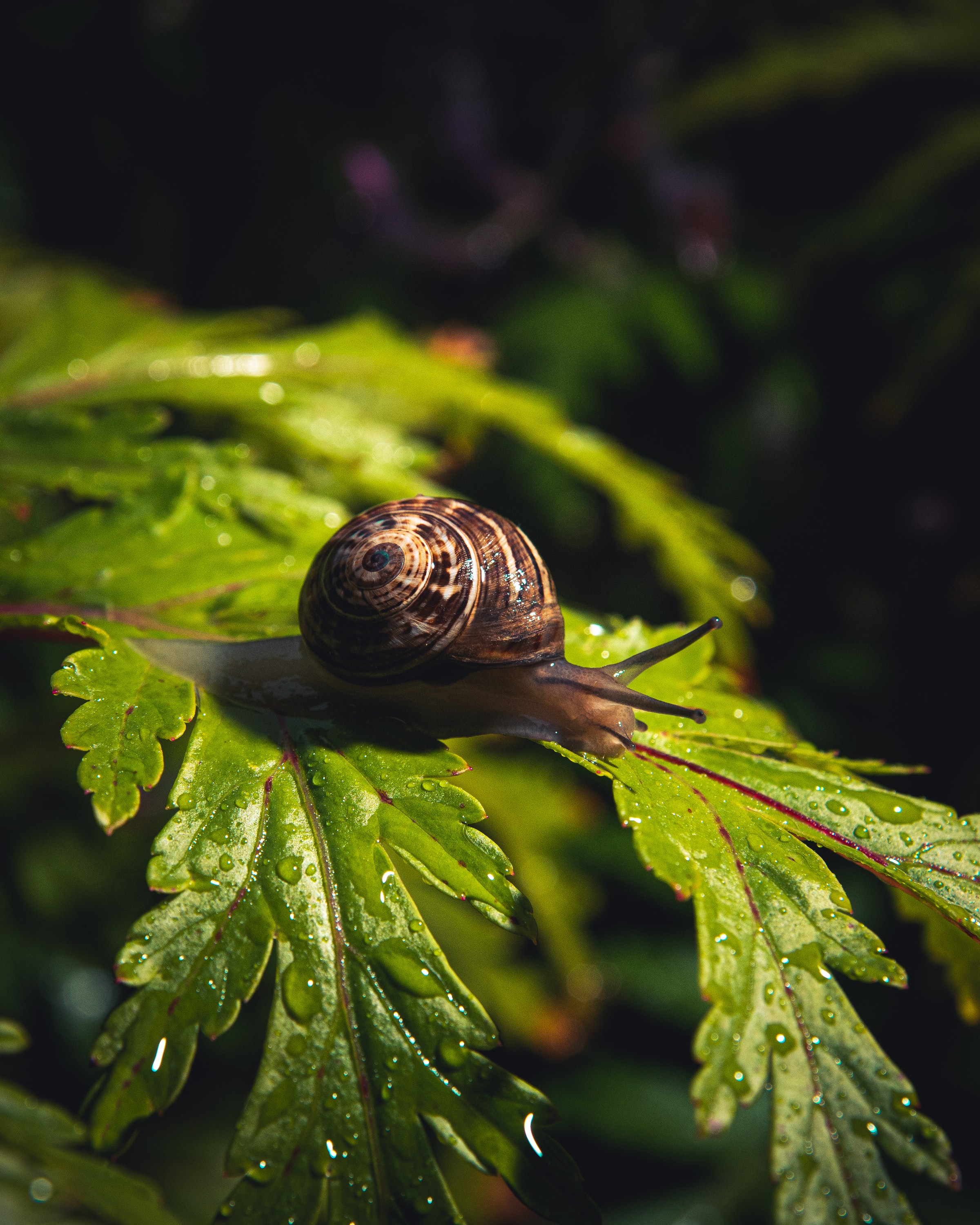 snail, animals, water, sheet, drops, macro, leaf