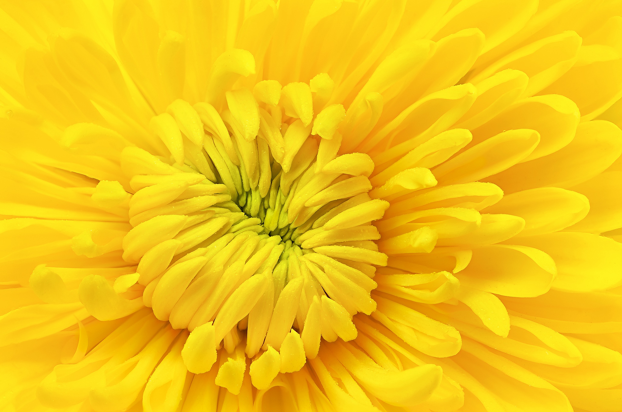 Download mobile wallpaper Flowers, Chrysanthemum, Flower, Macro, Earth, Yellow Flower for free.