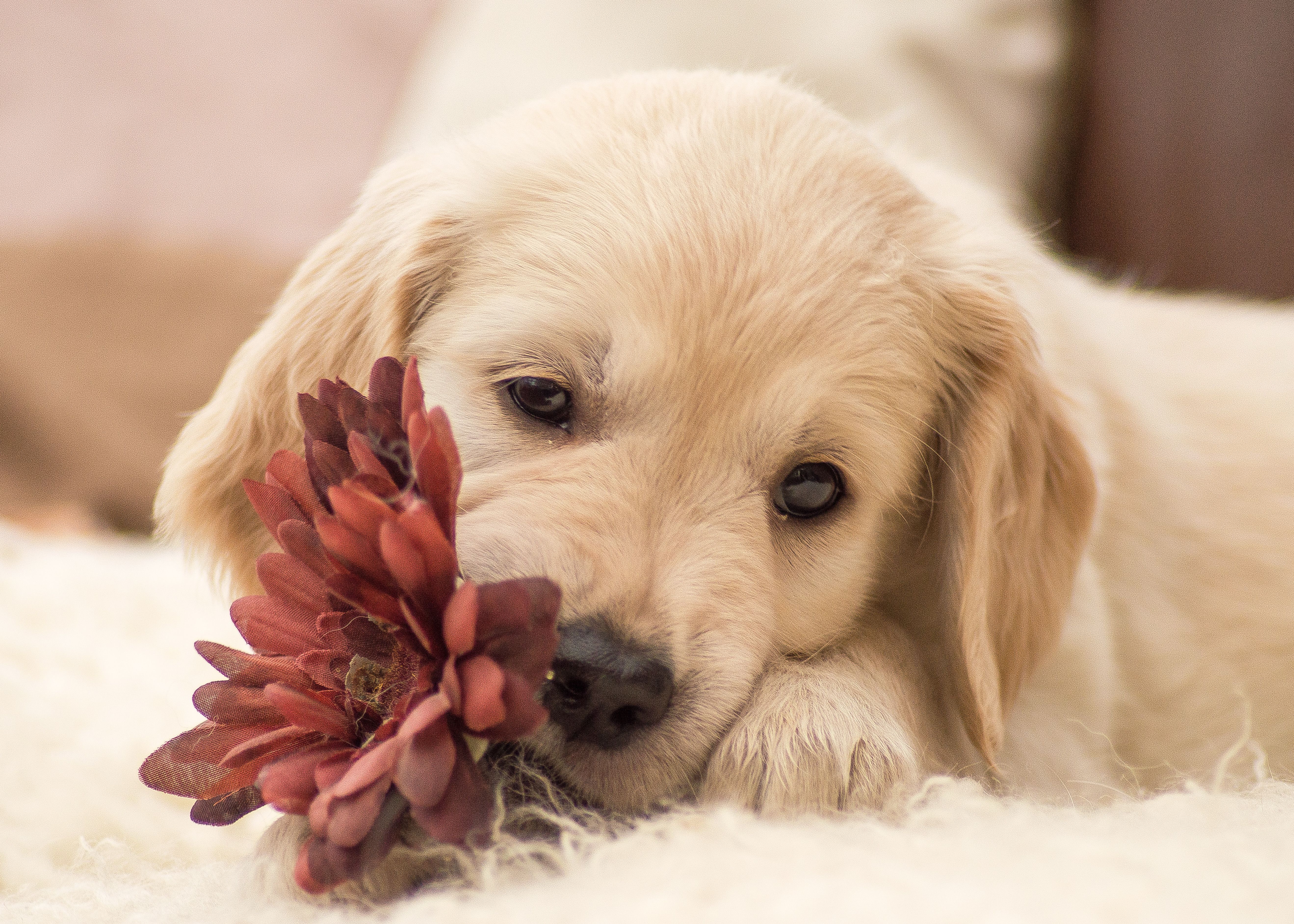 Handy-Wallpaper Tiere, Hunde, Blume, Hund, Golden Retriever kostenlos herunterladen.