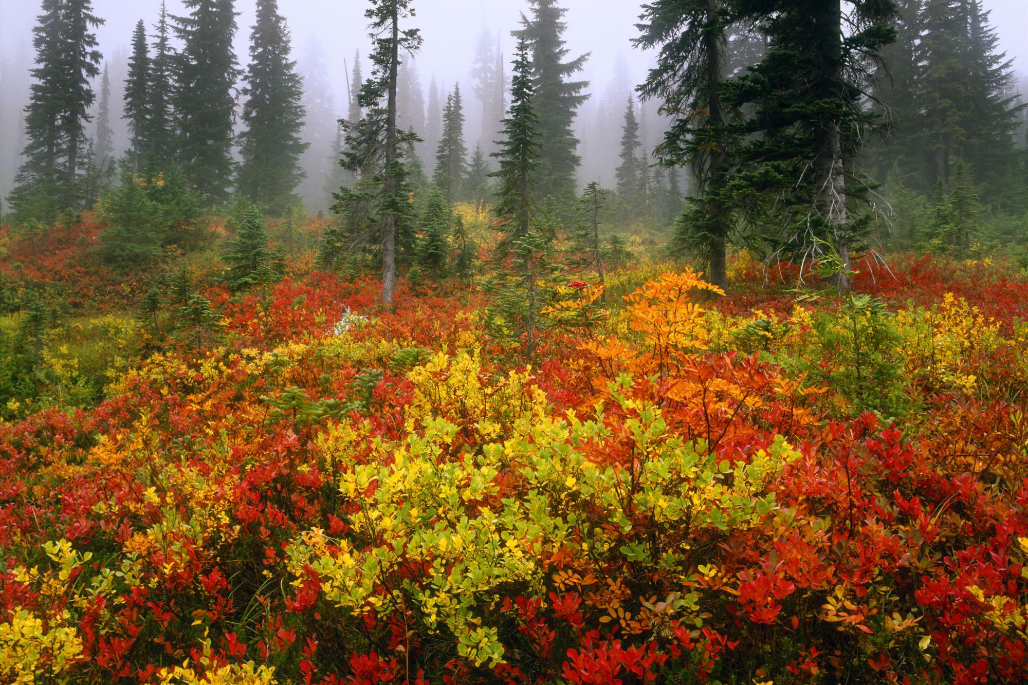 Скачать картинку Осень, Растение, Лес, Дерево, Куст, Земля/природа в телефон бесплатно.