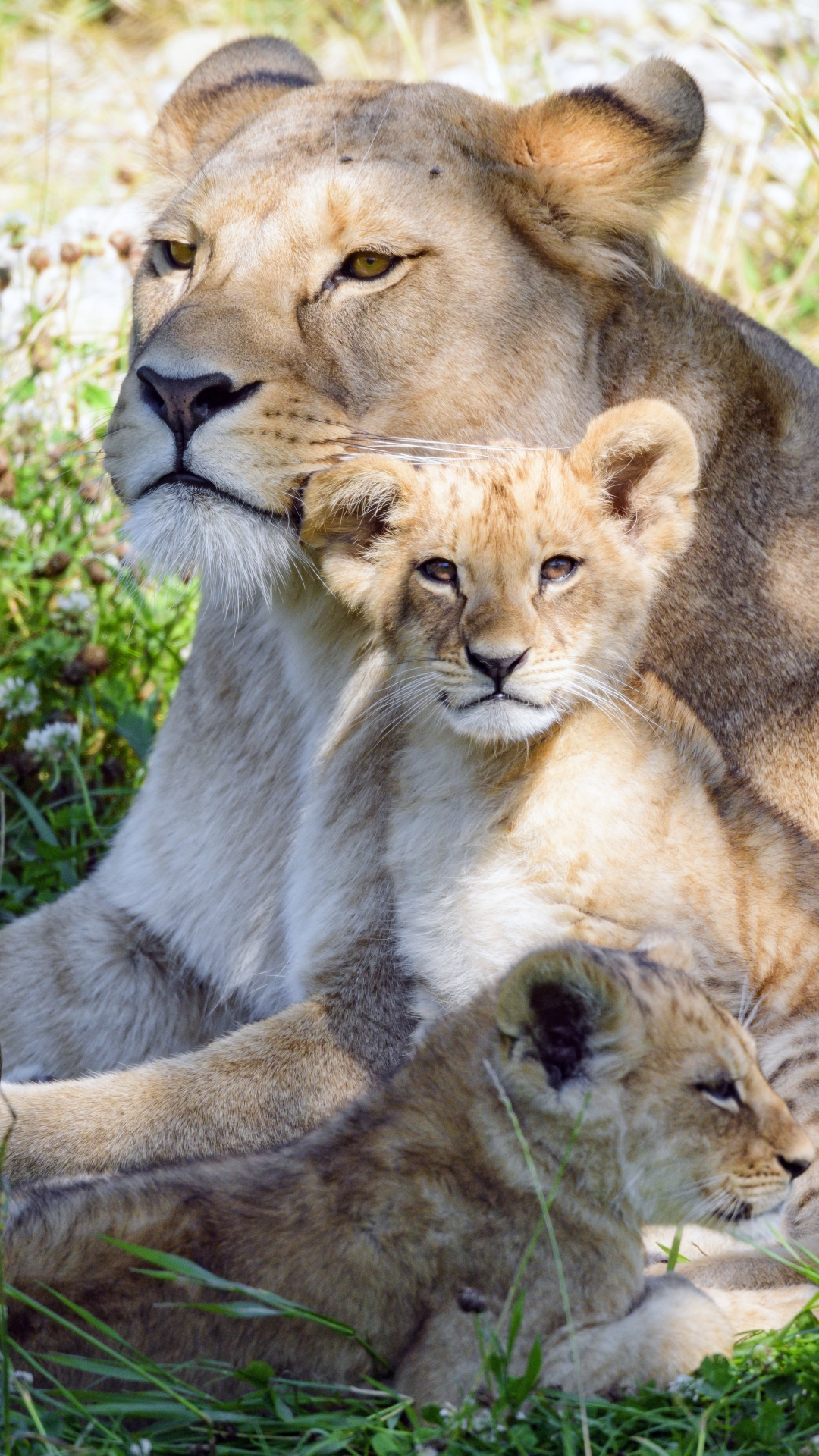 無料モバイル壁紙動物, ライオン, 猫, 赤ちゃん動物, カブをダウンロードします。