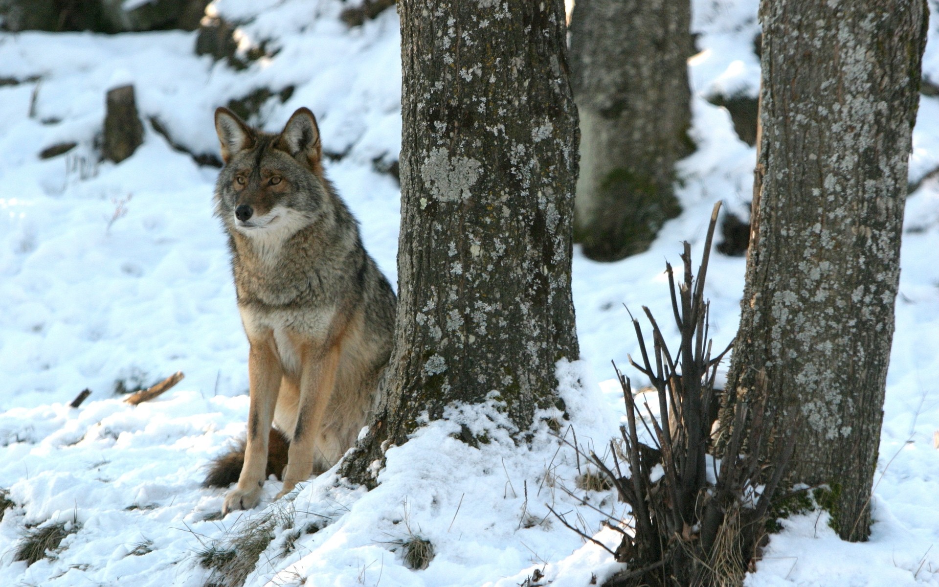 548054 descargar fondo de pantalla animales, coyote, perro, nieve, invierno, lobo: protectores de pantalla e imágenes gratis