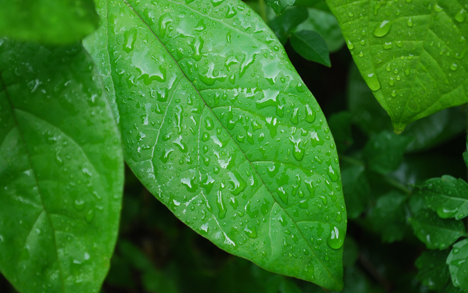 605399 Fonds d'écran et Goutte D'eau images sur le bureau. Téléchargez les économiseurs d'écran  sur PC gratuitement